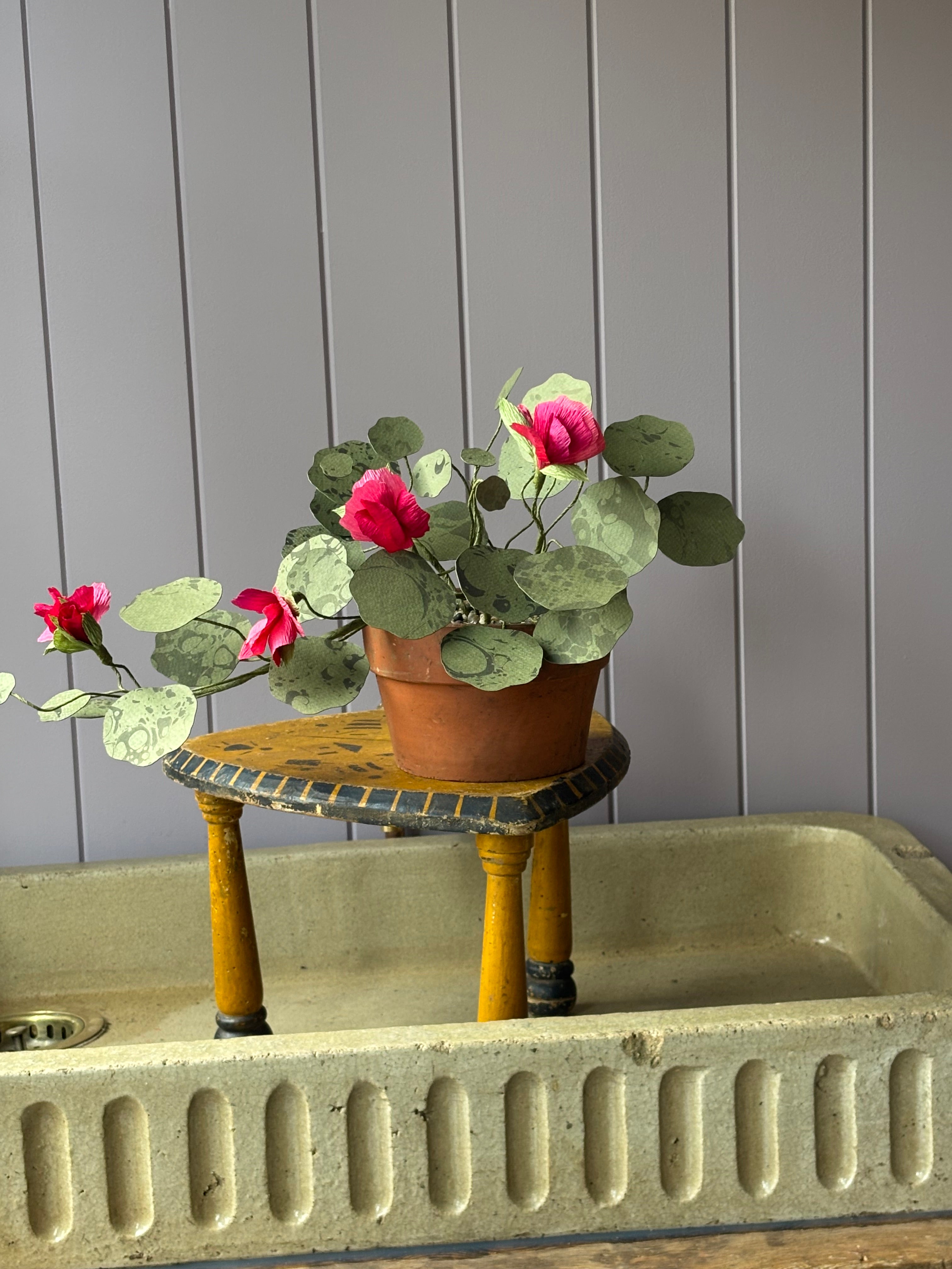 Nasturtium, trailing