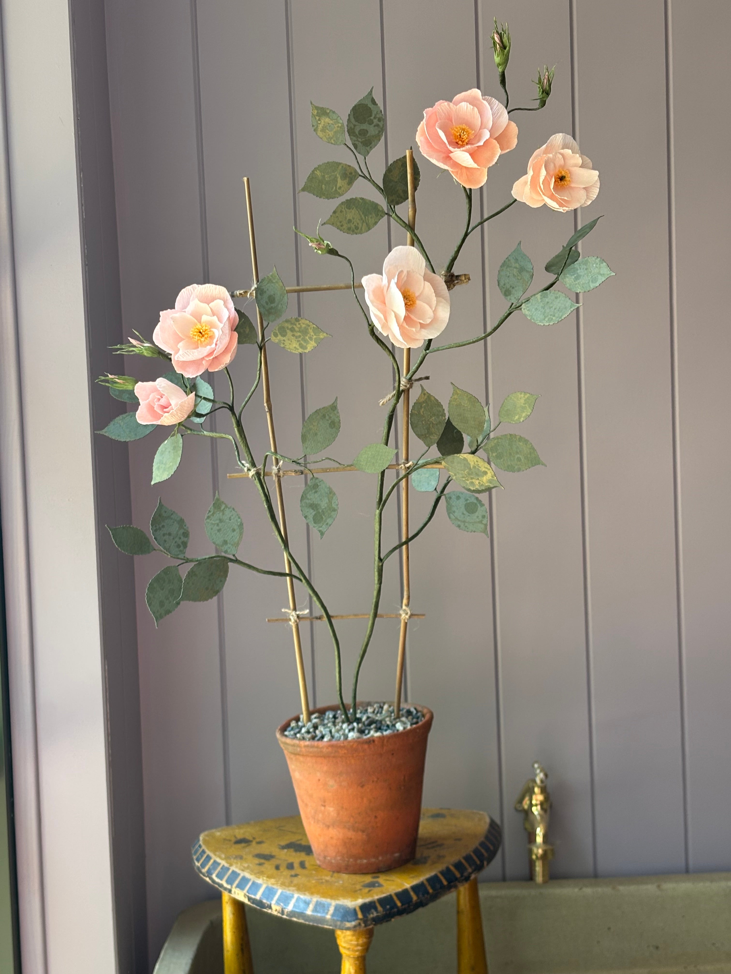Climbing Rose
