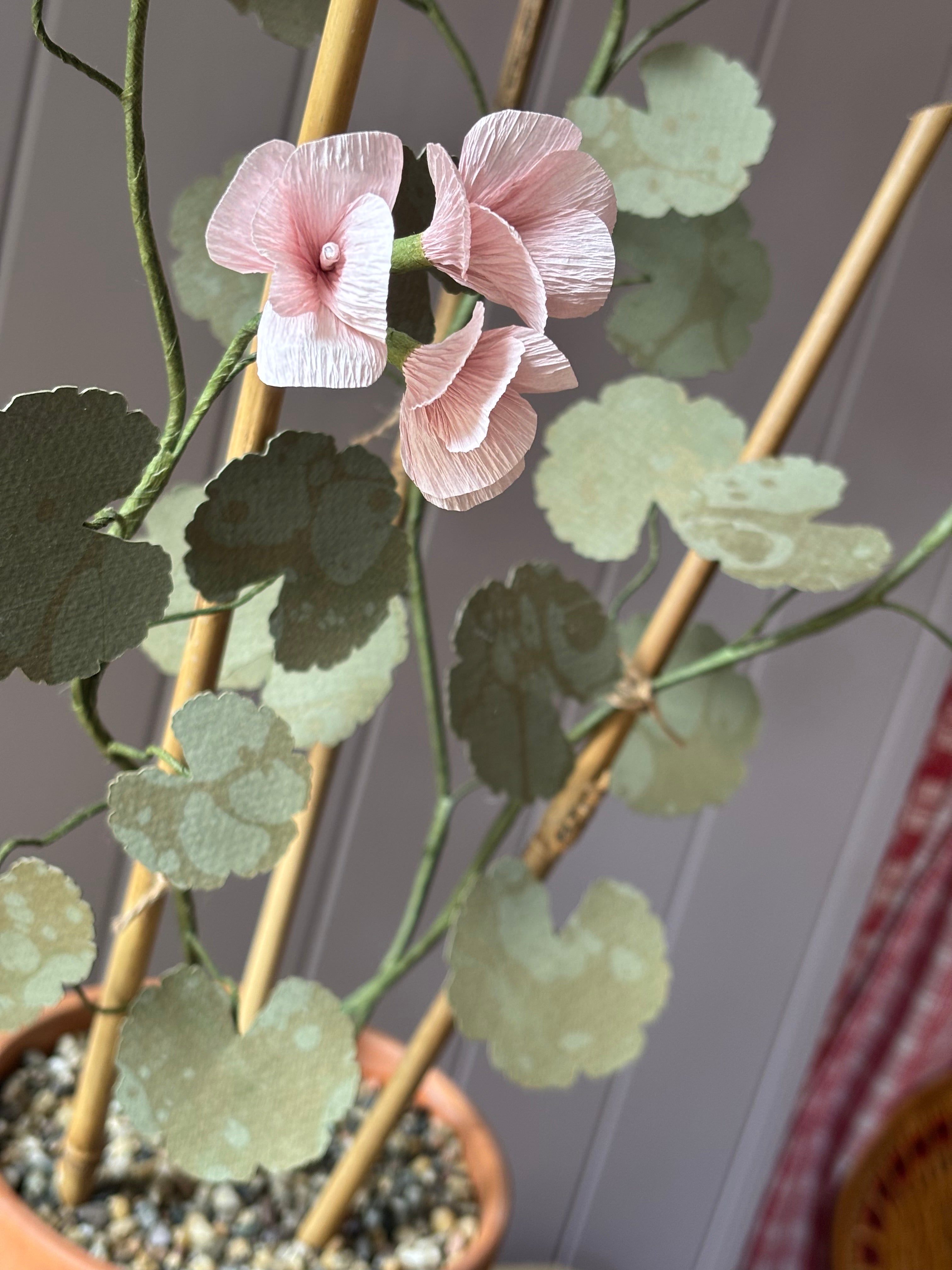 Paper geranium