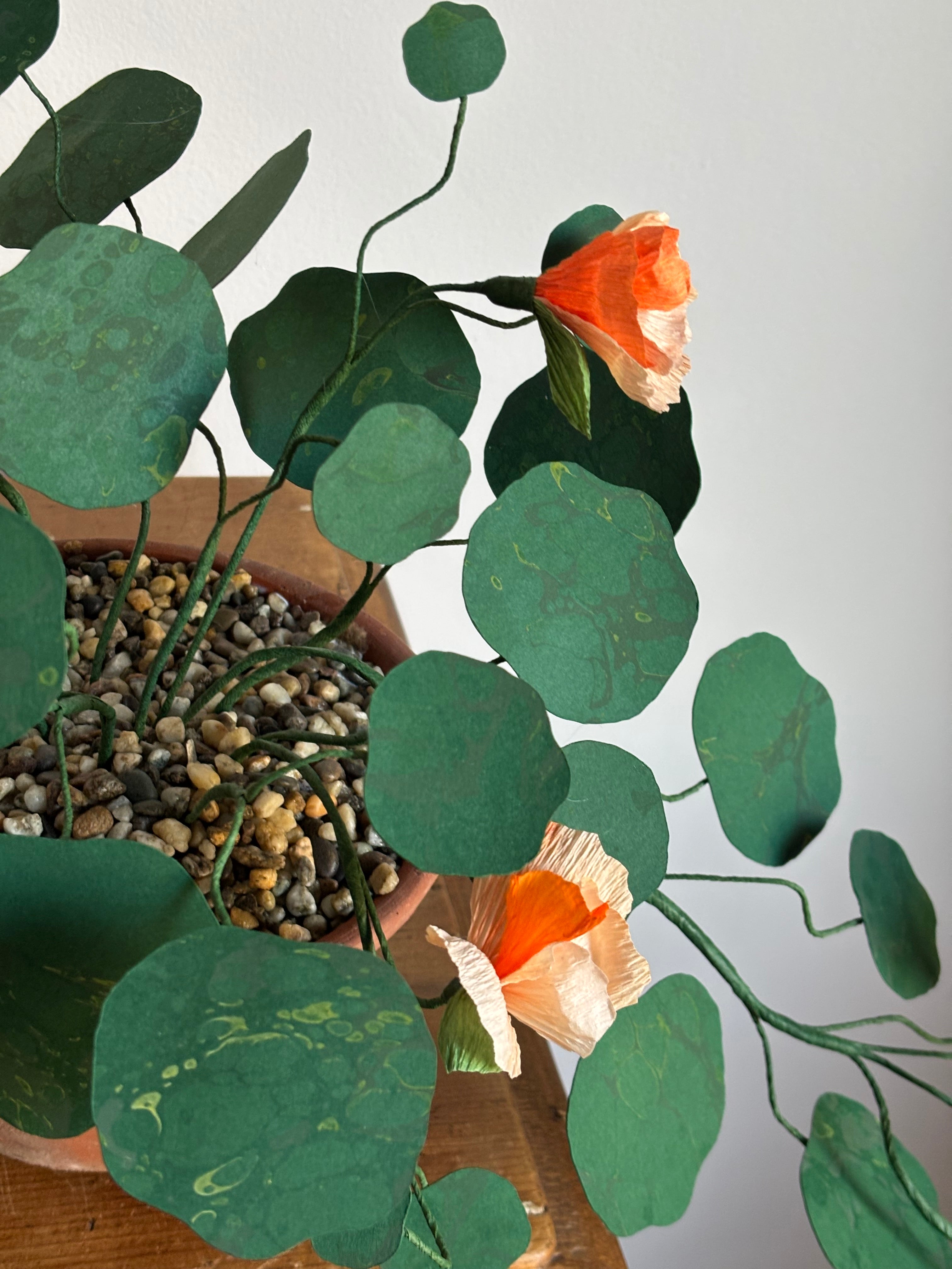 Nasturtium, trailing