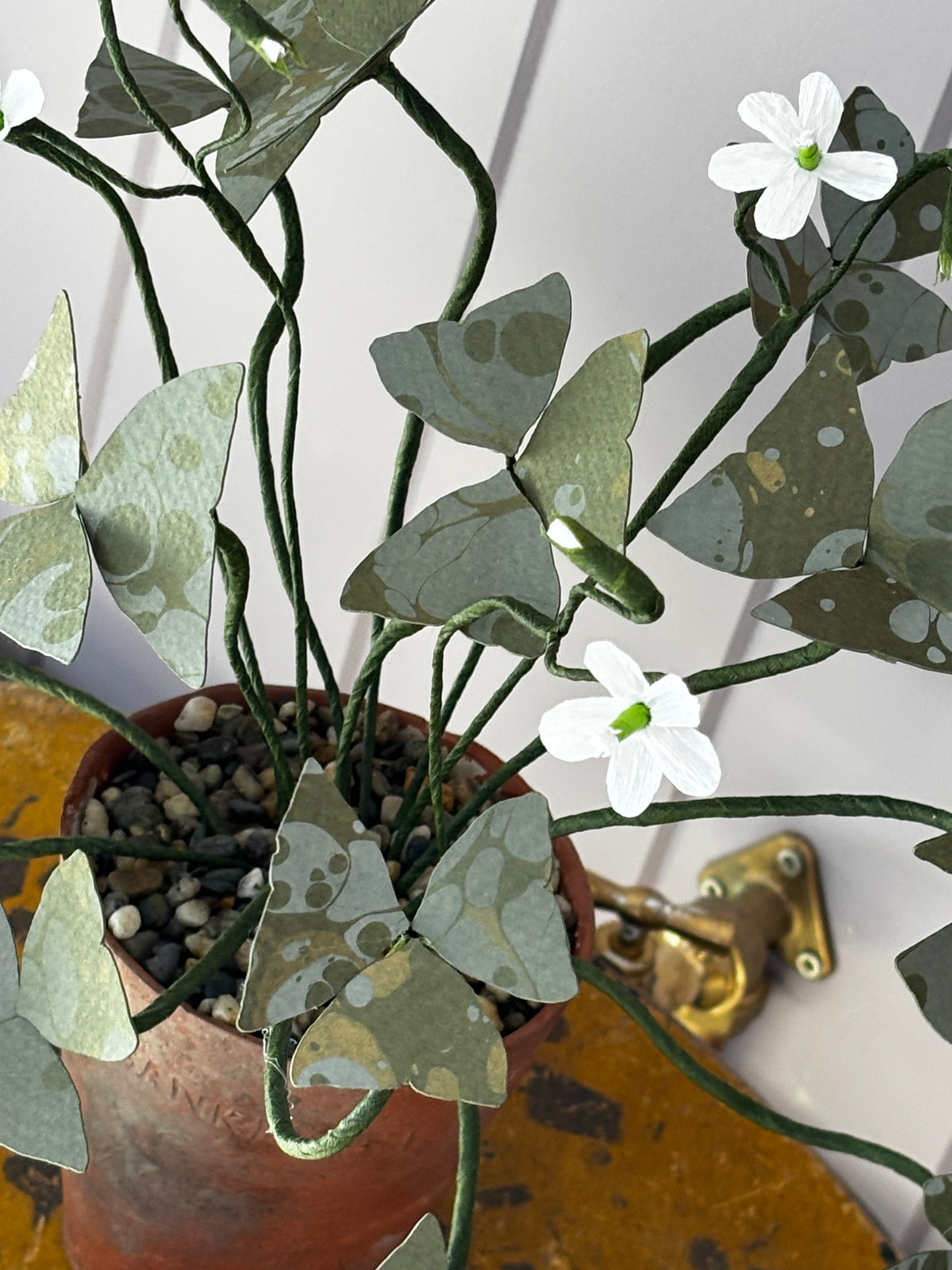 Paper Oxalis