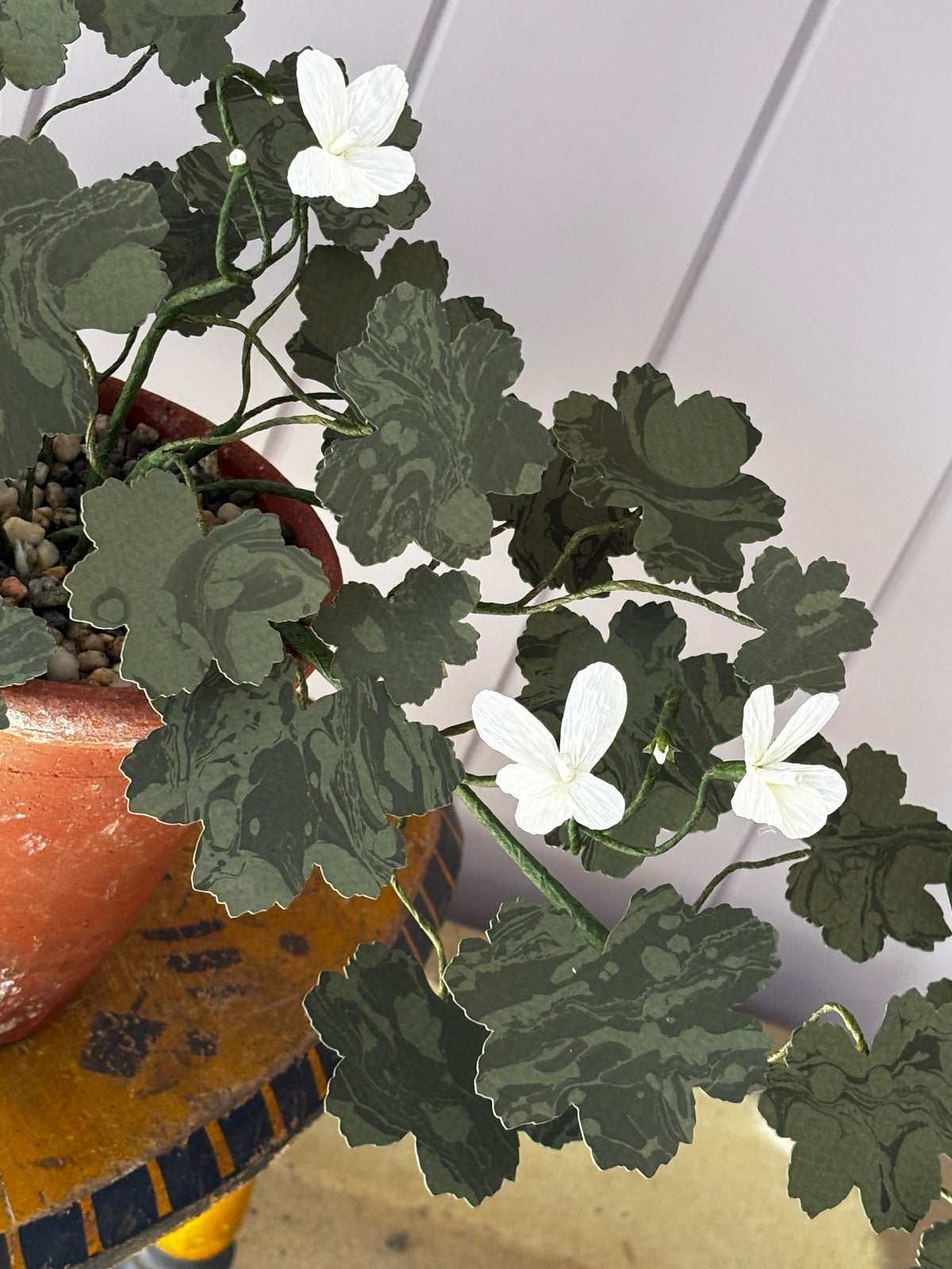Paper geranium