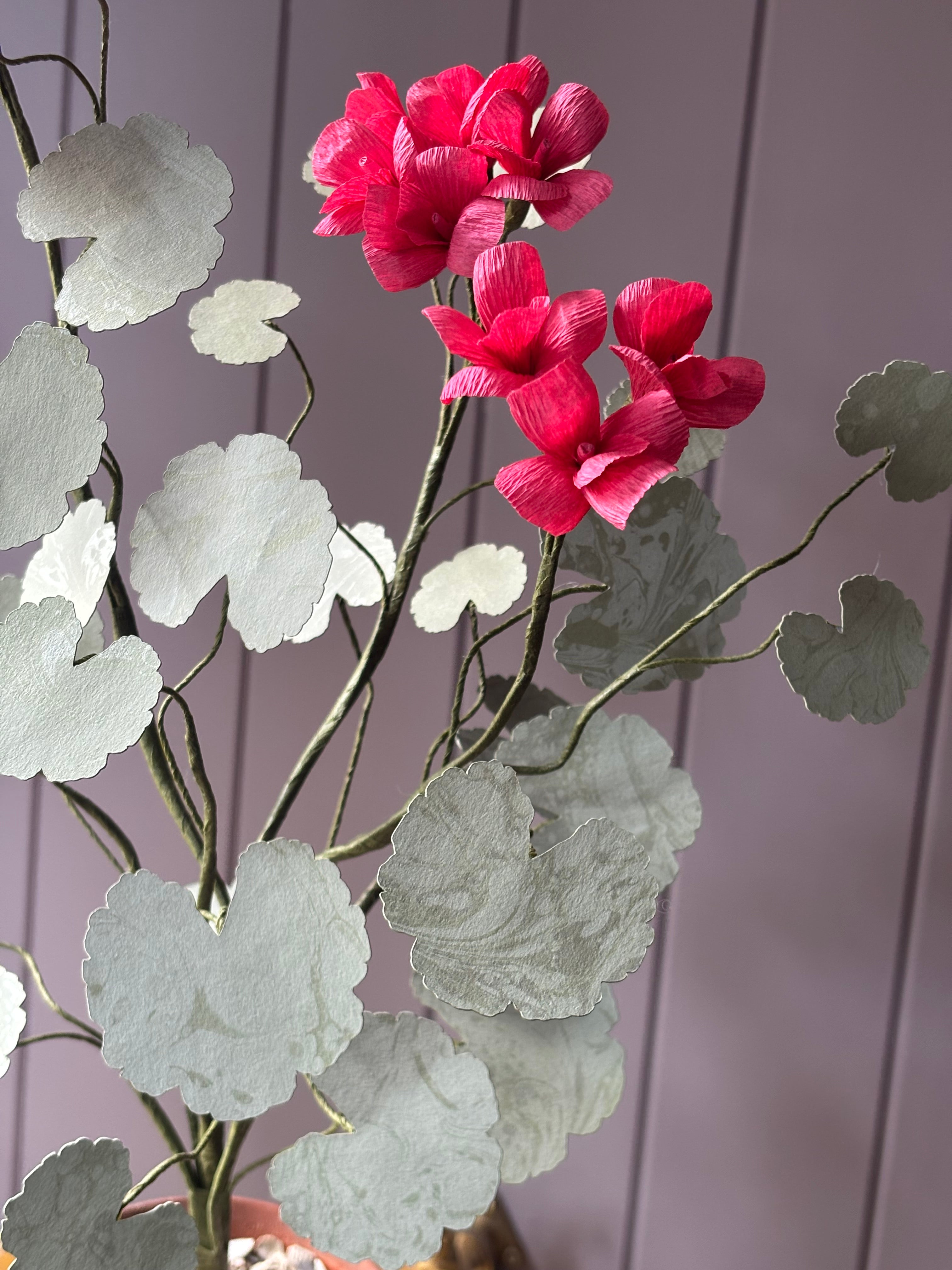 Paper geranium