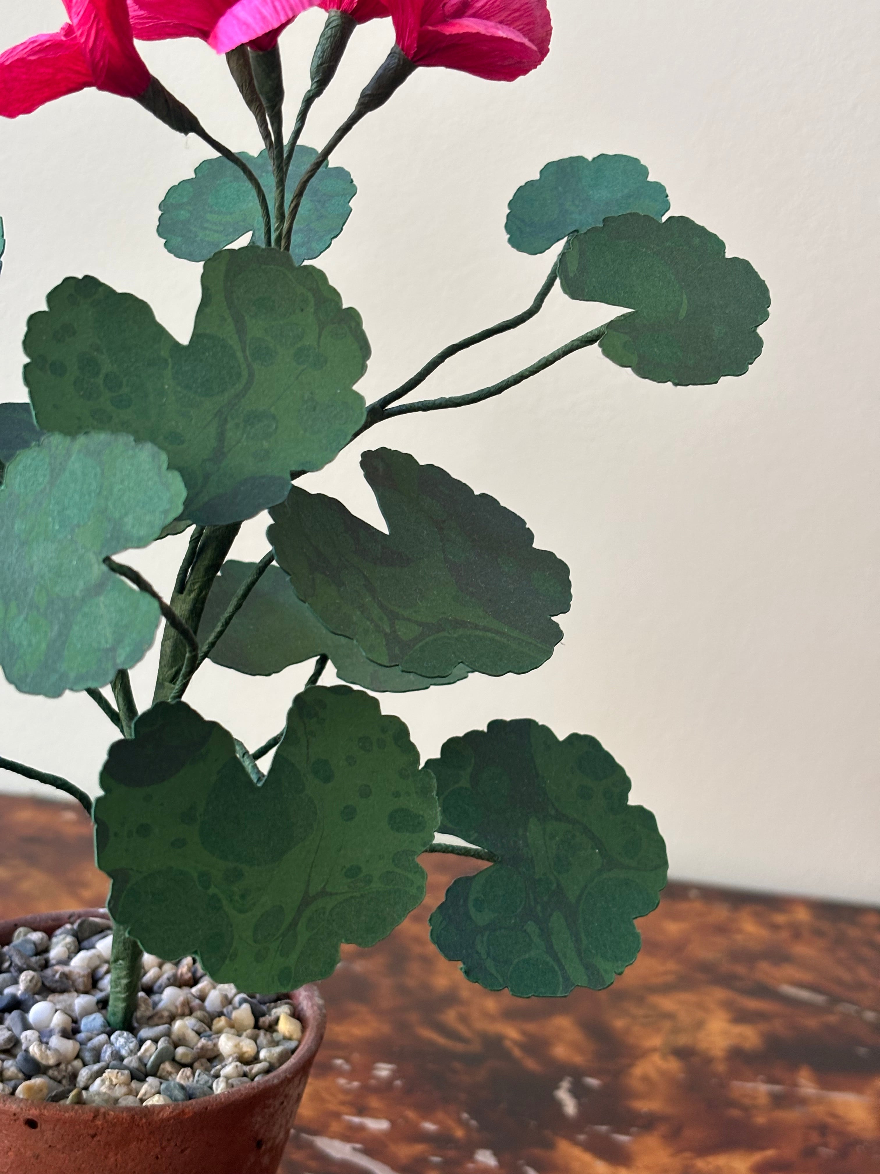 Paper Geranium
