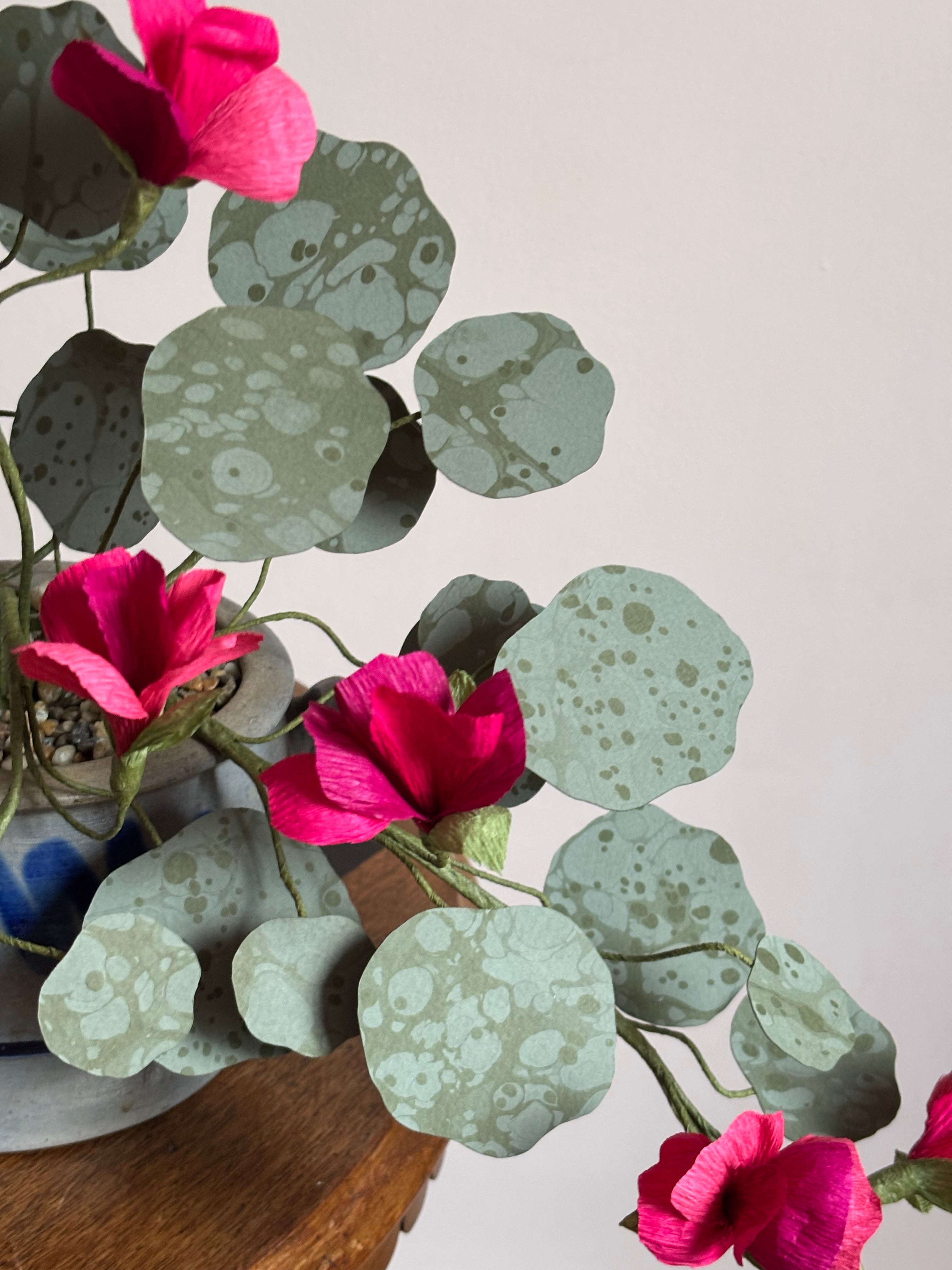 Nasturtium, trailing