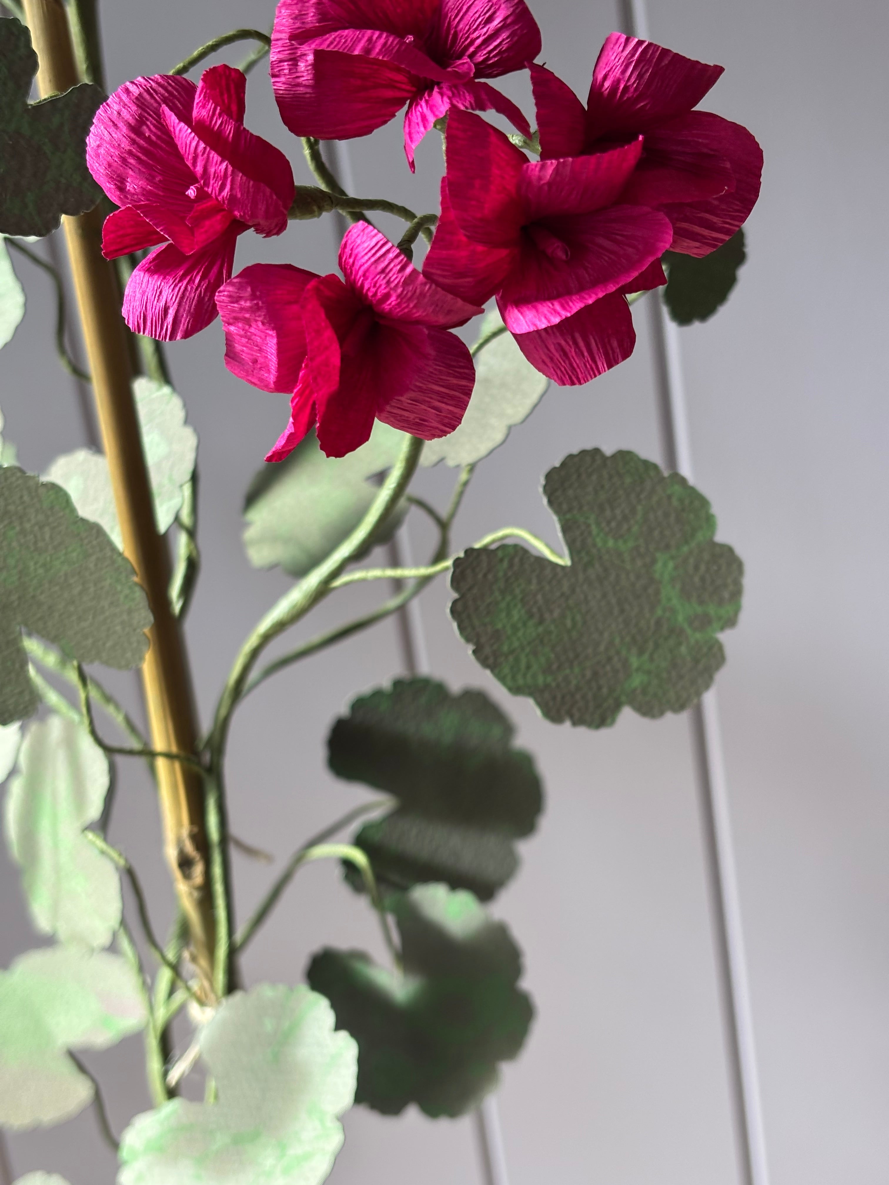 Paper geranium