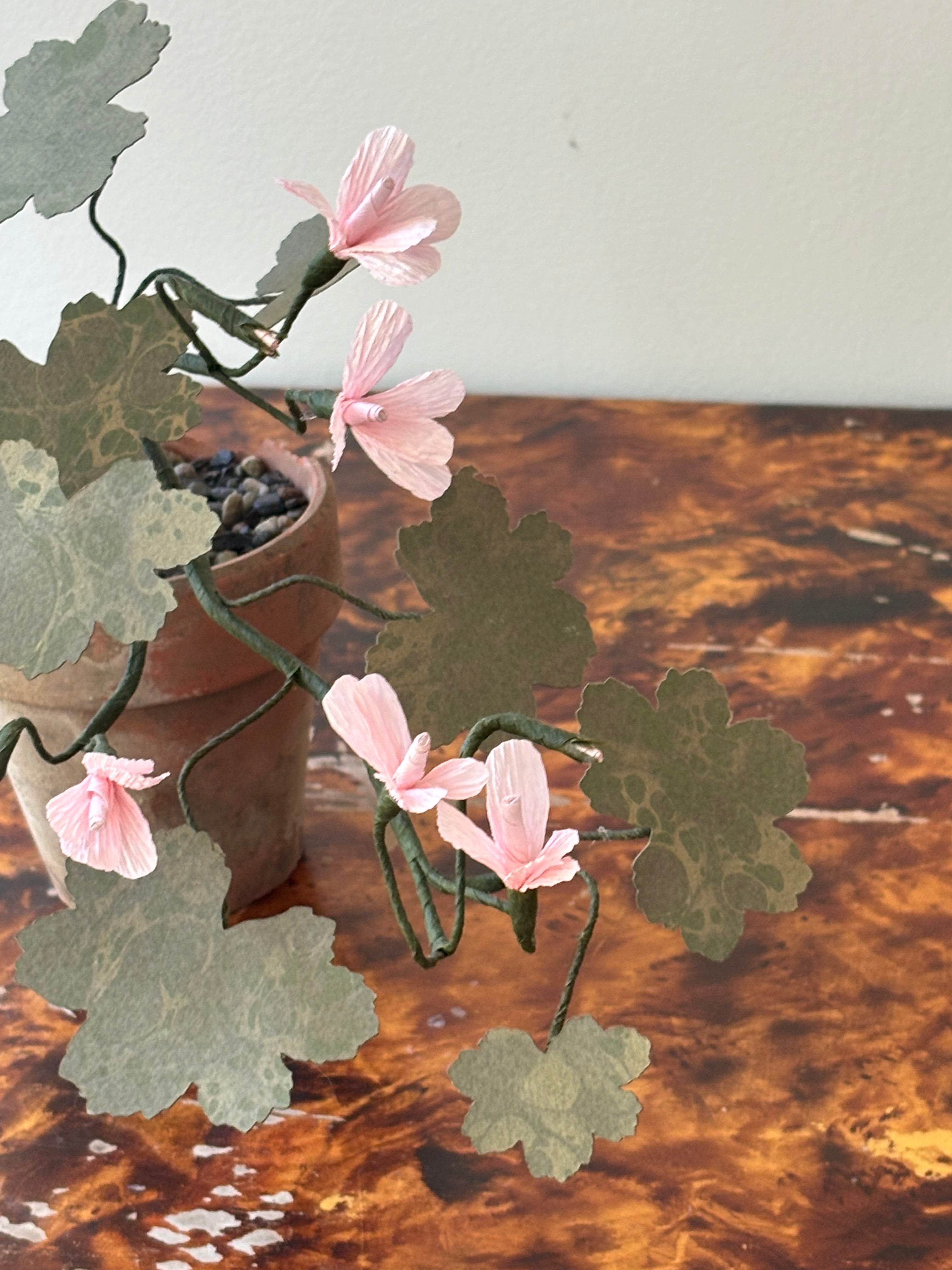 Paper Geranium, trailing