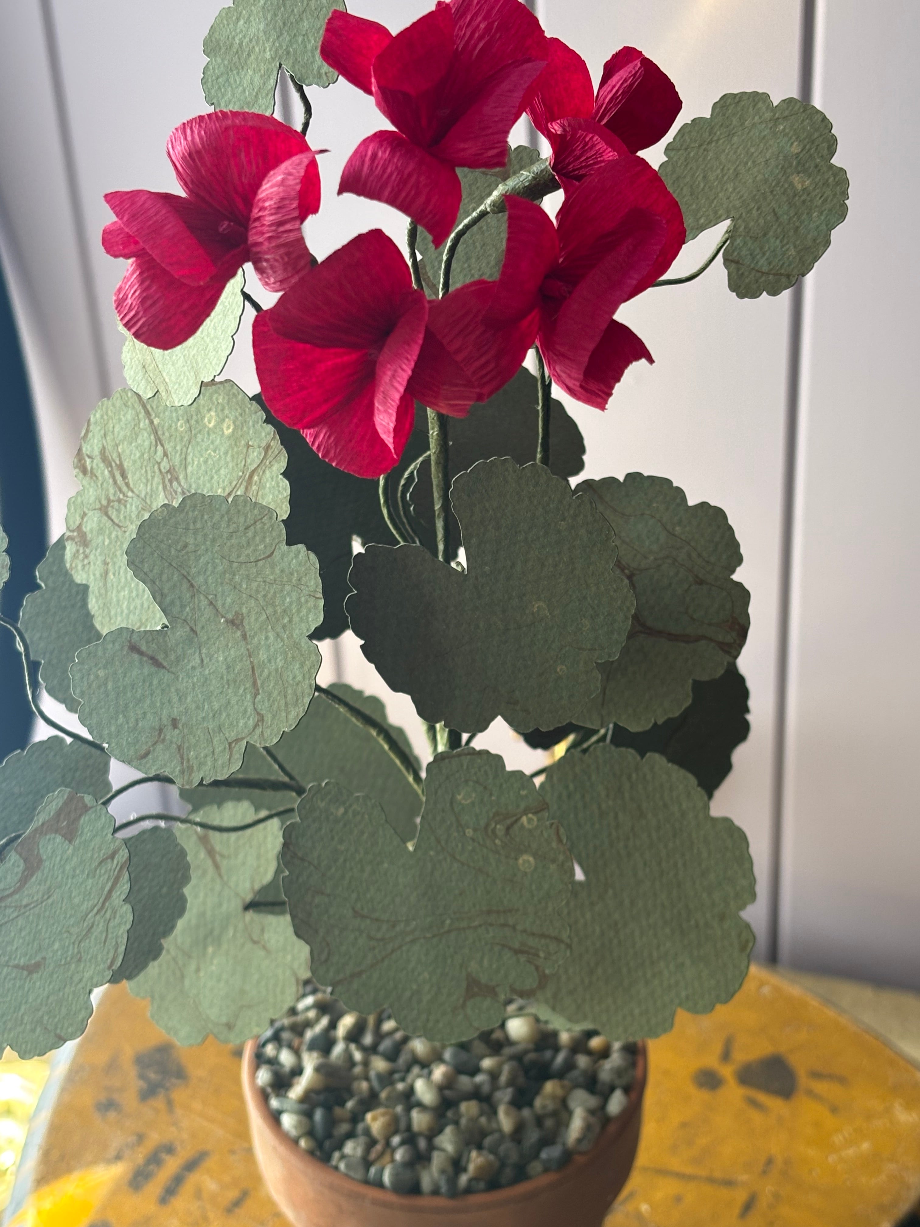 Paper geranium
