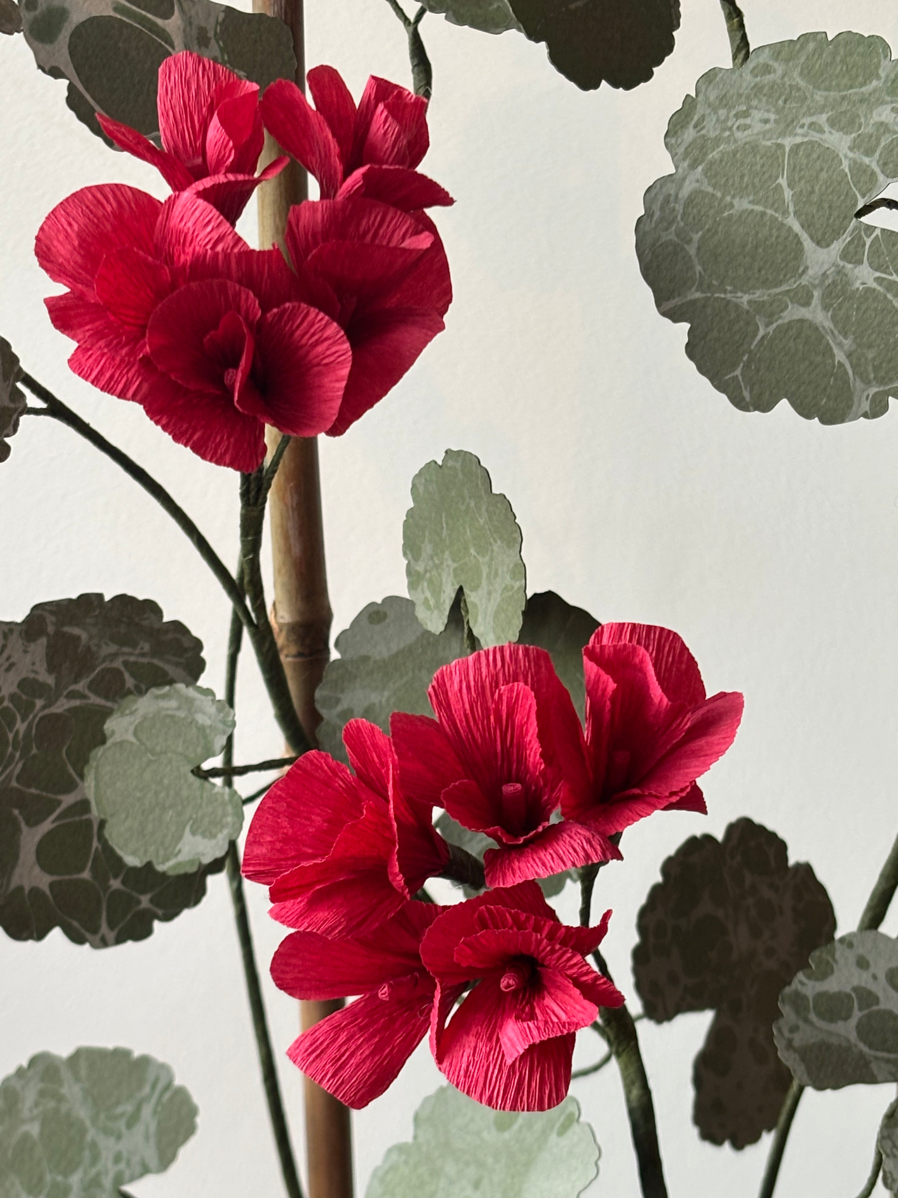 Paper Geranium*