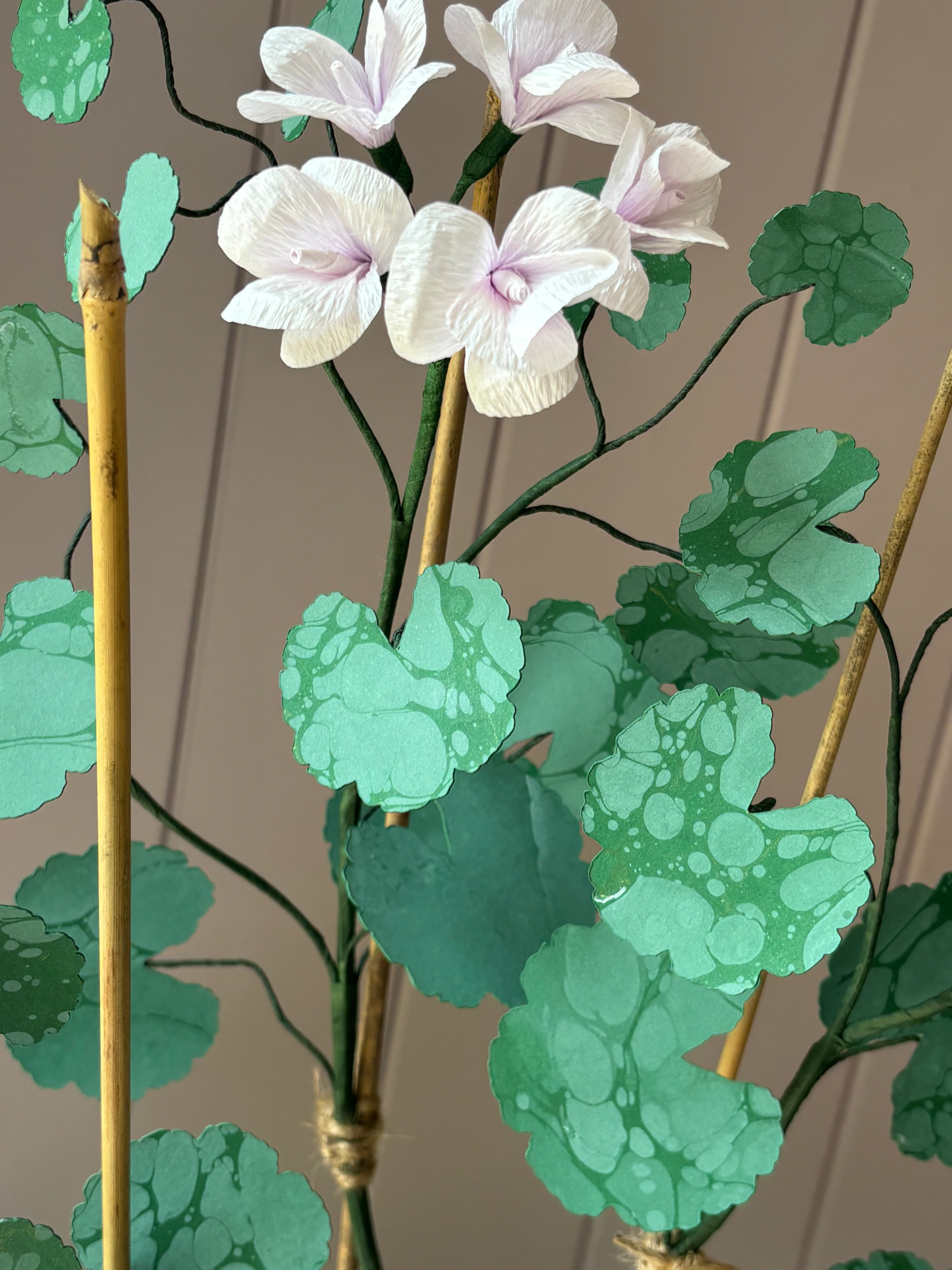 Paper geranium
