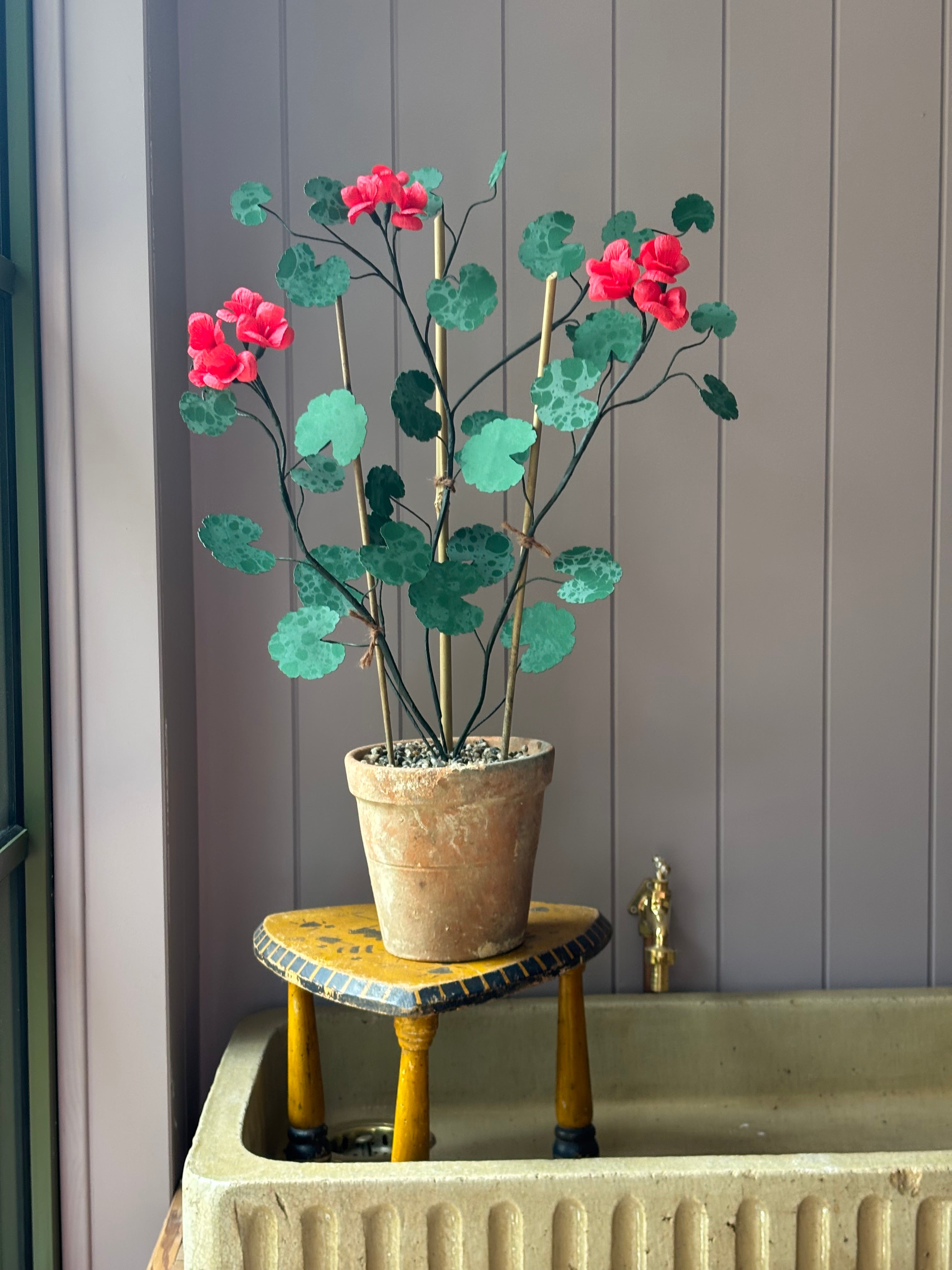Paper geranium
