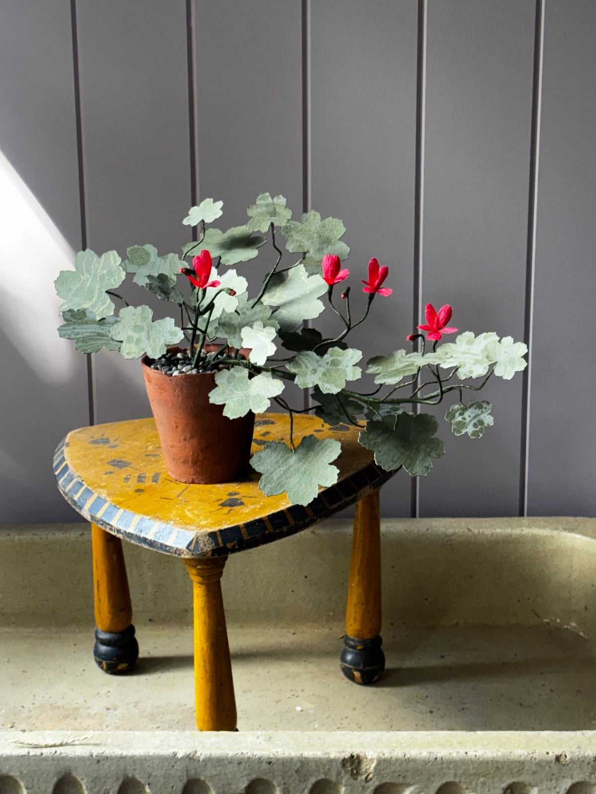 Paper geranium, trailing