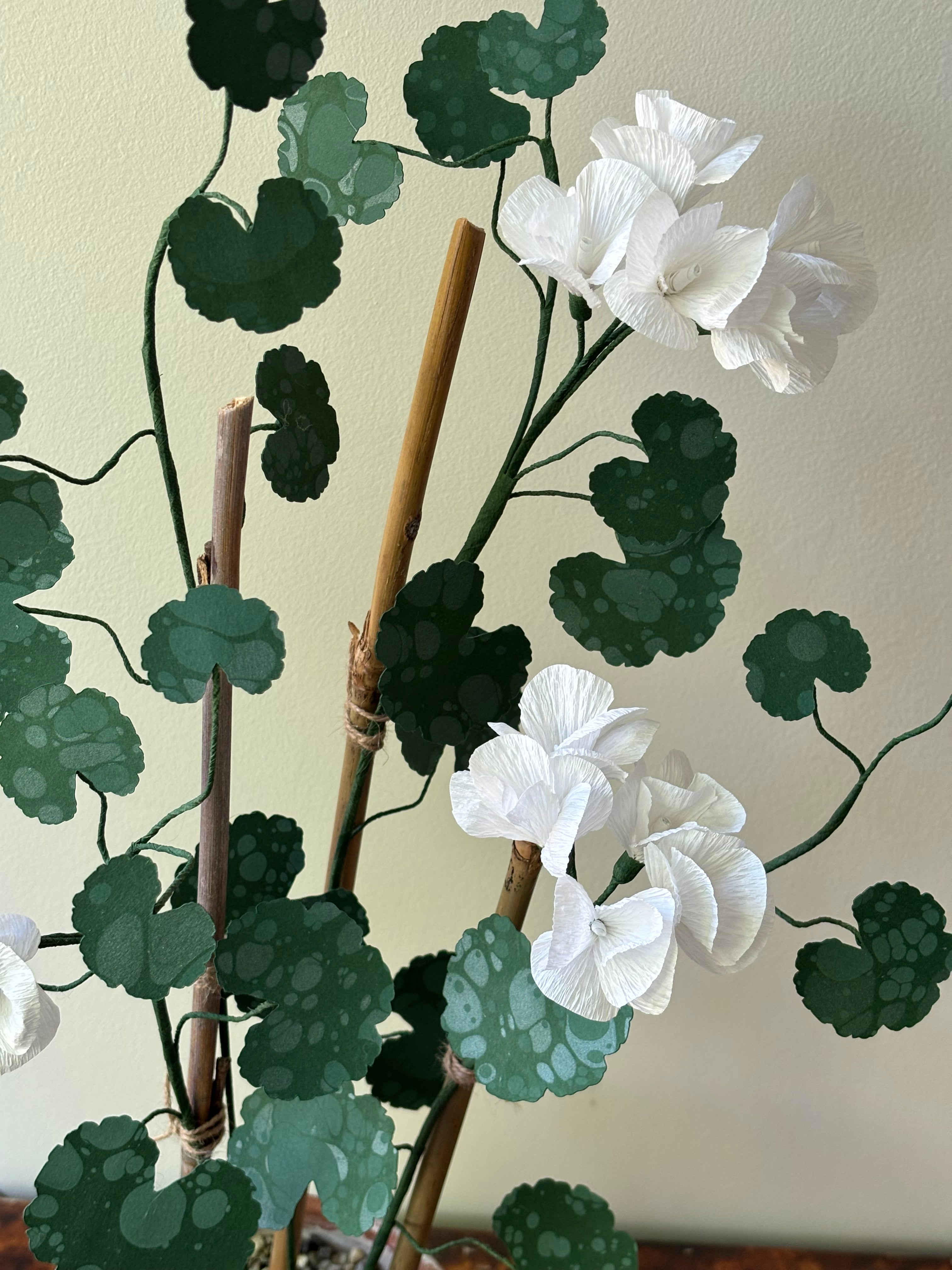 Paper Geranium