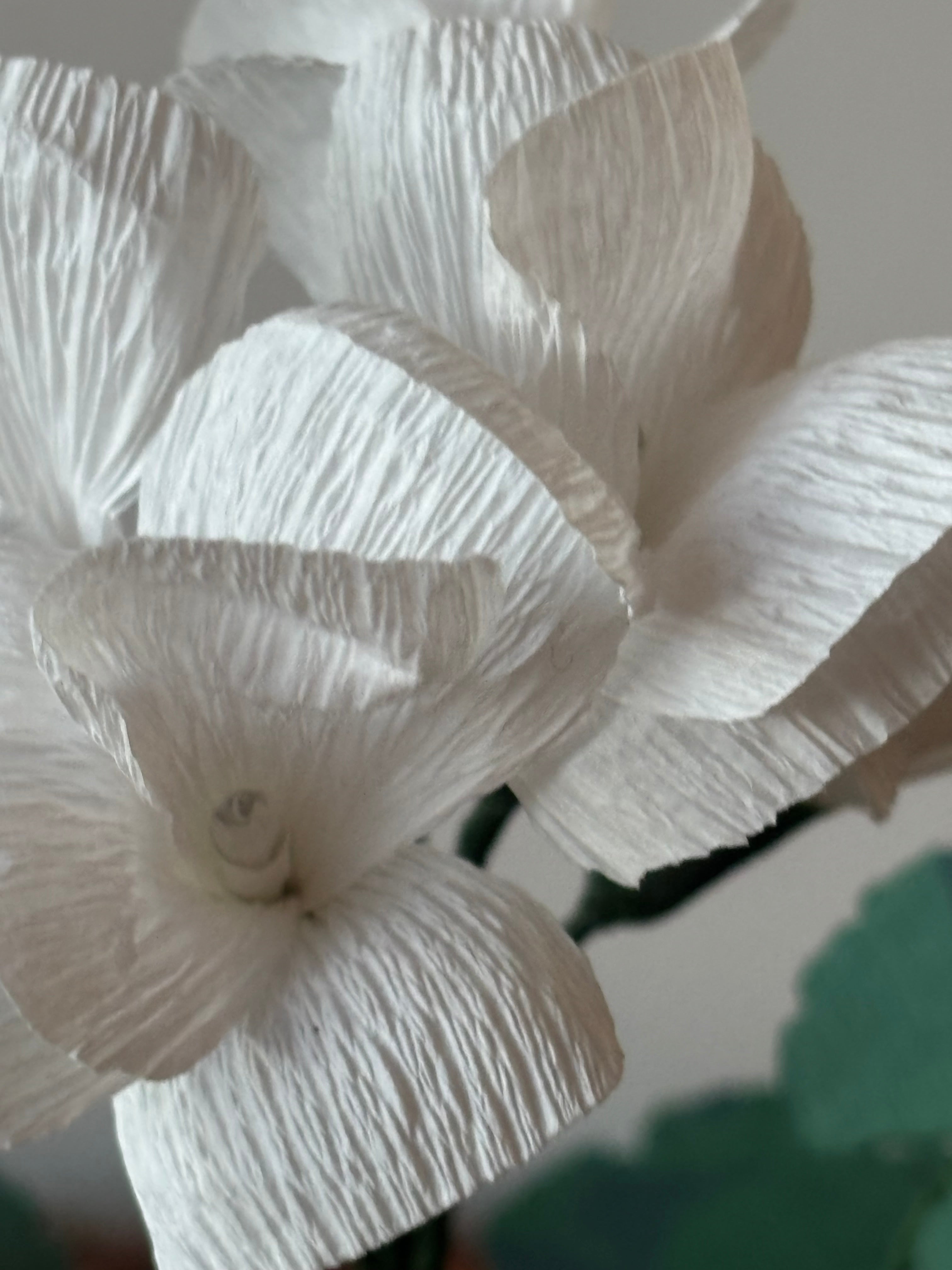 Paper Geranium