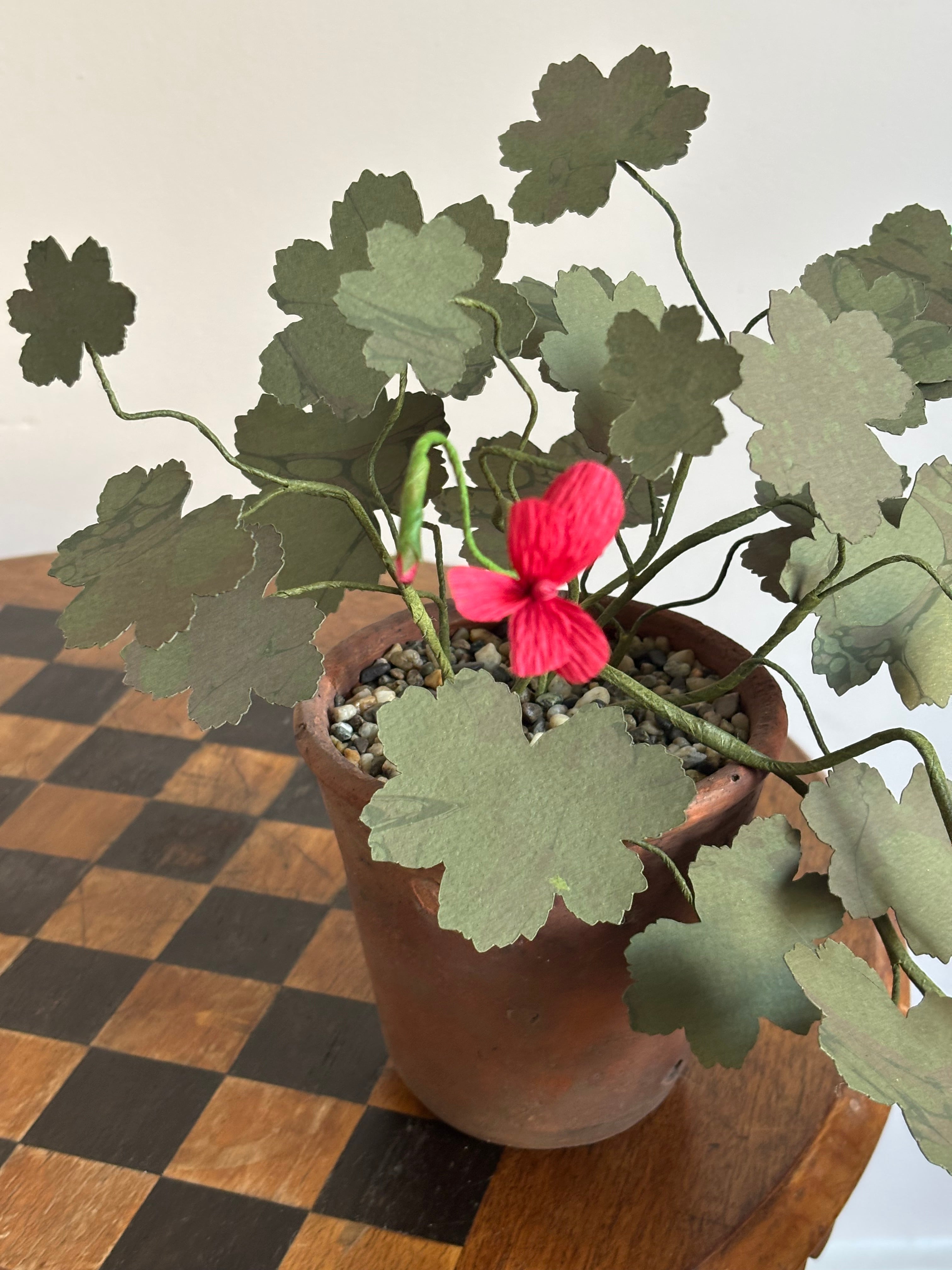 Paper Geranium, trailing