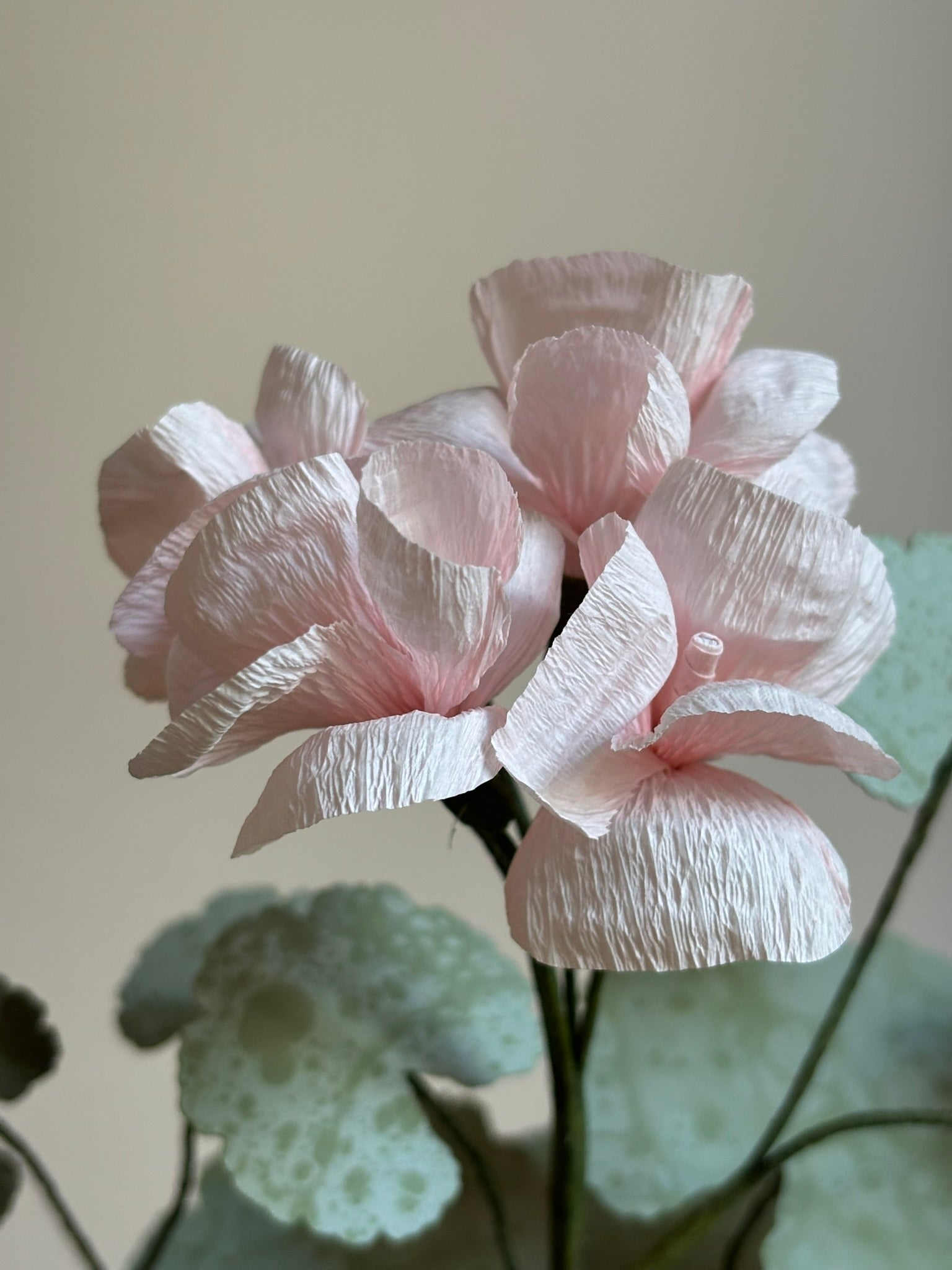 Paper Geranium