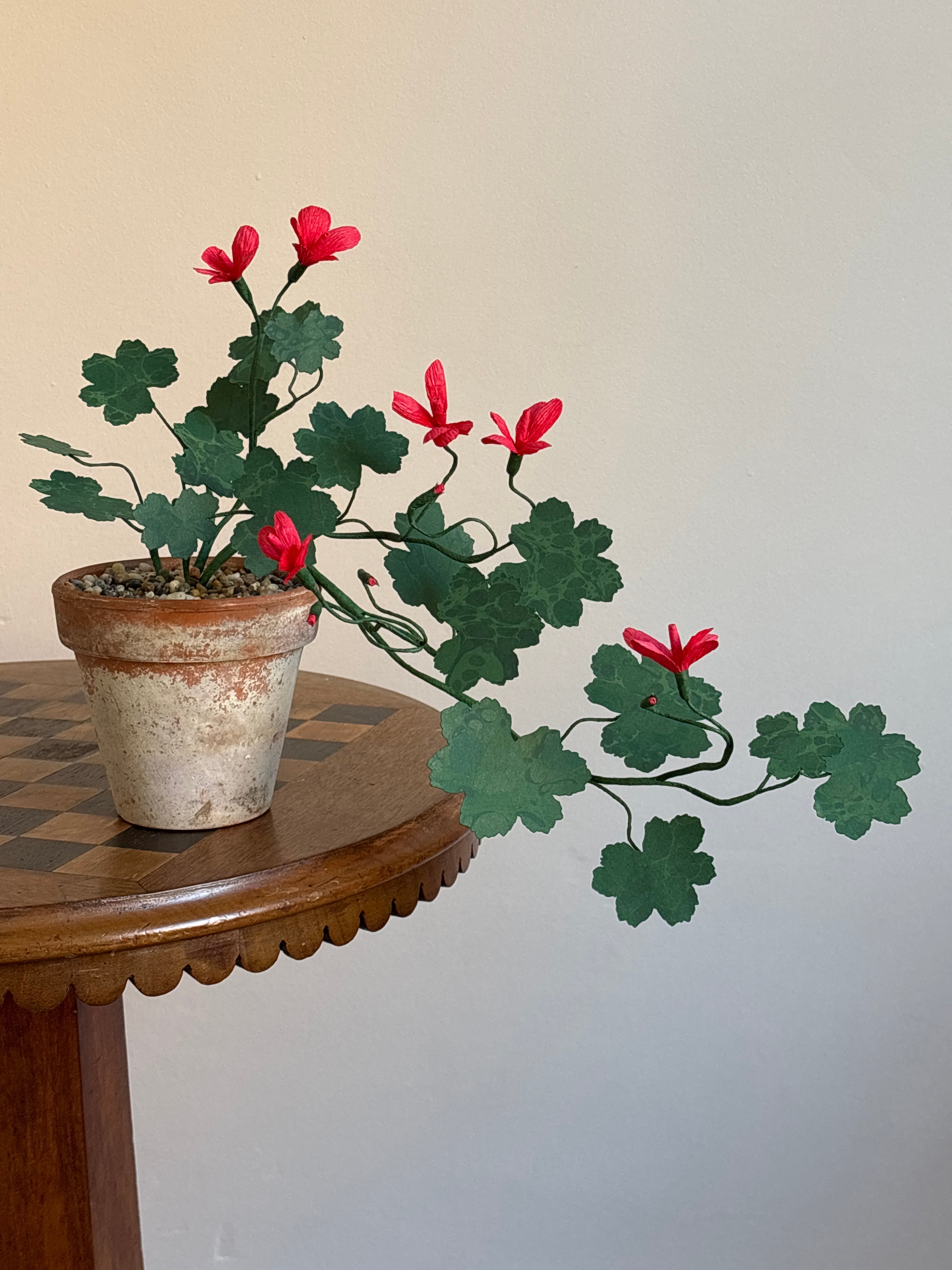 Paper Geranium, trailing