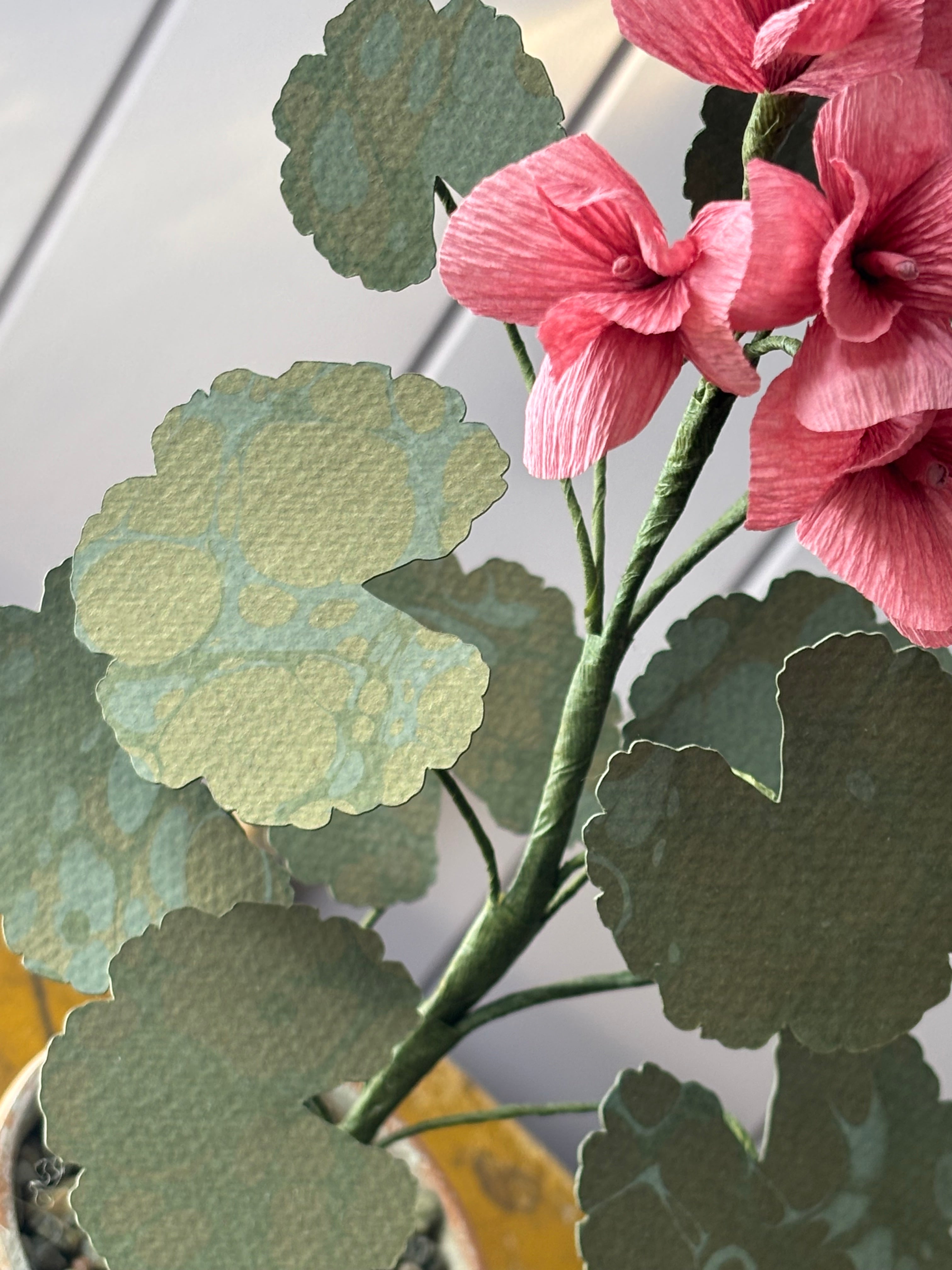 Paper geranium