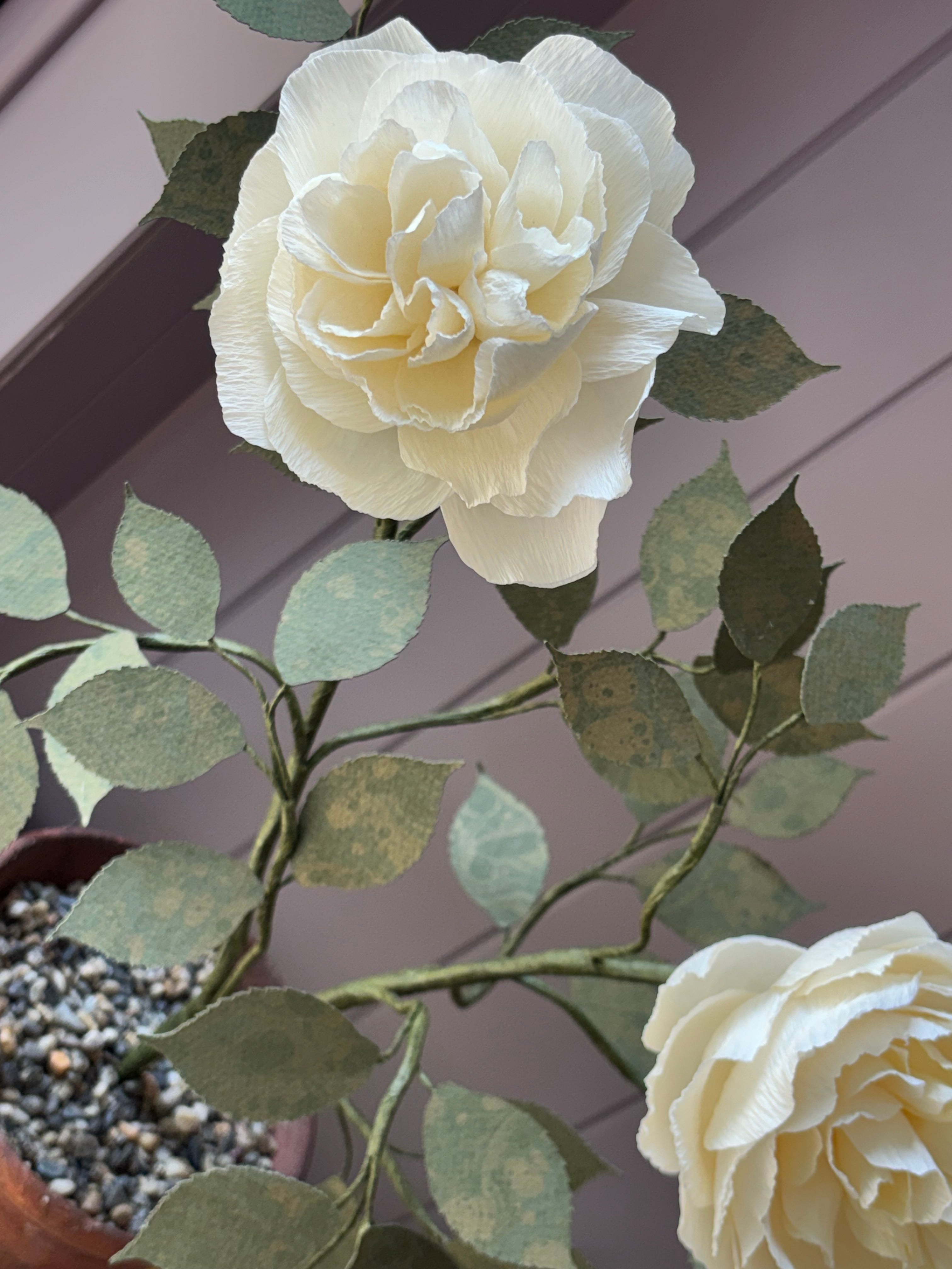 Paper Shrub Rose