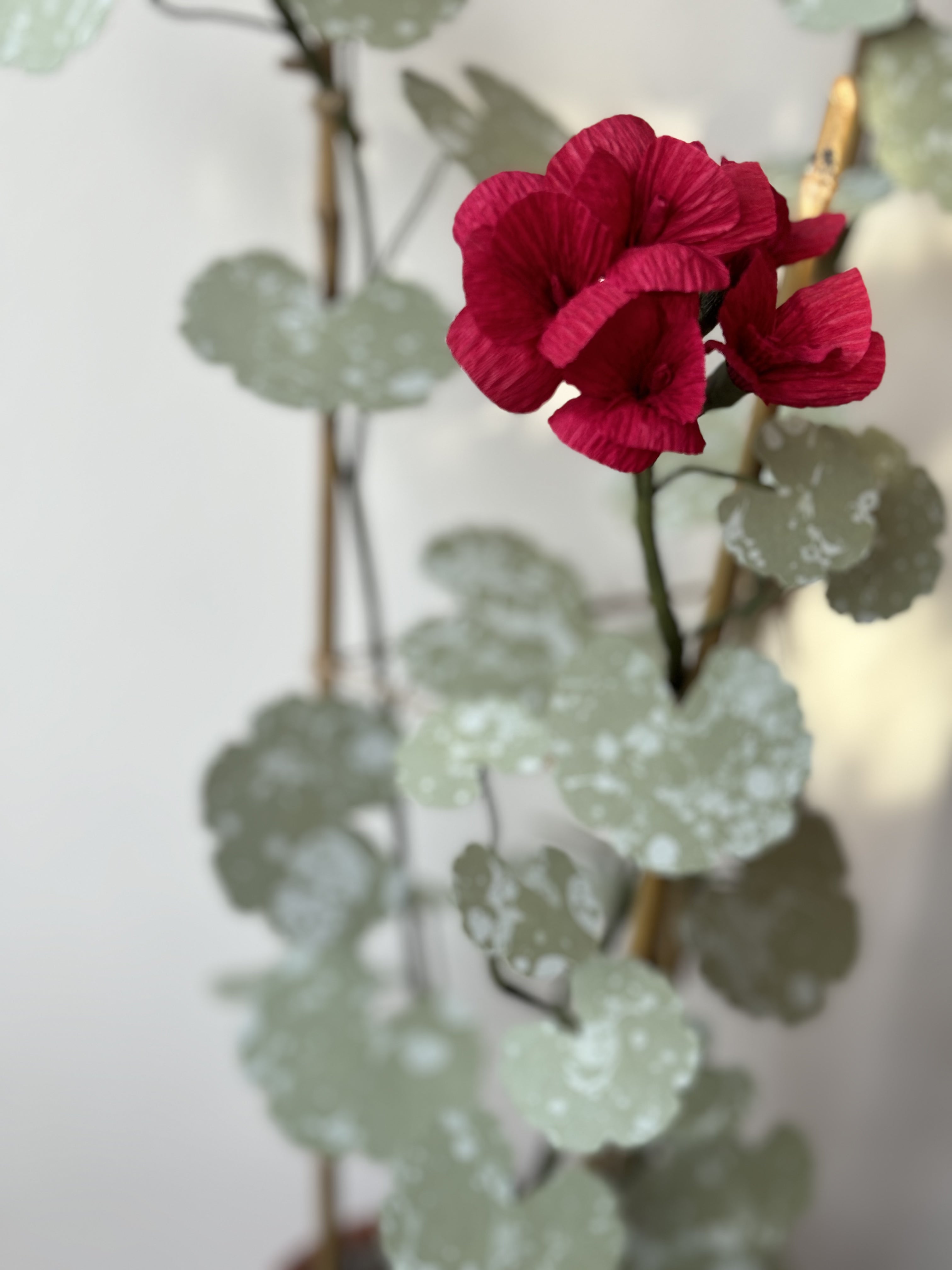 Paper Geranium