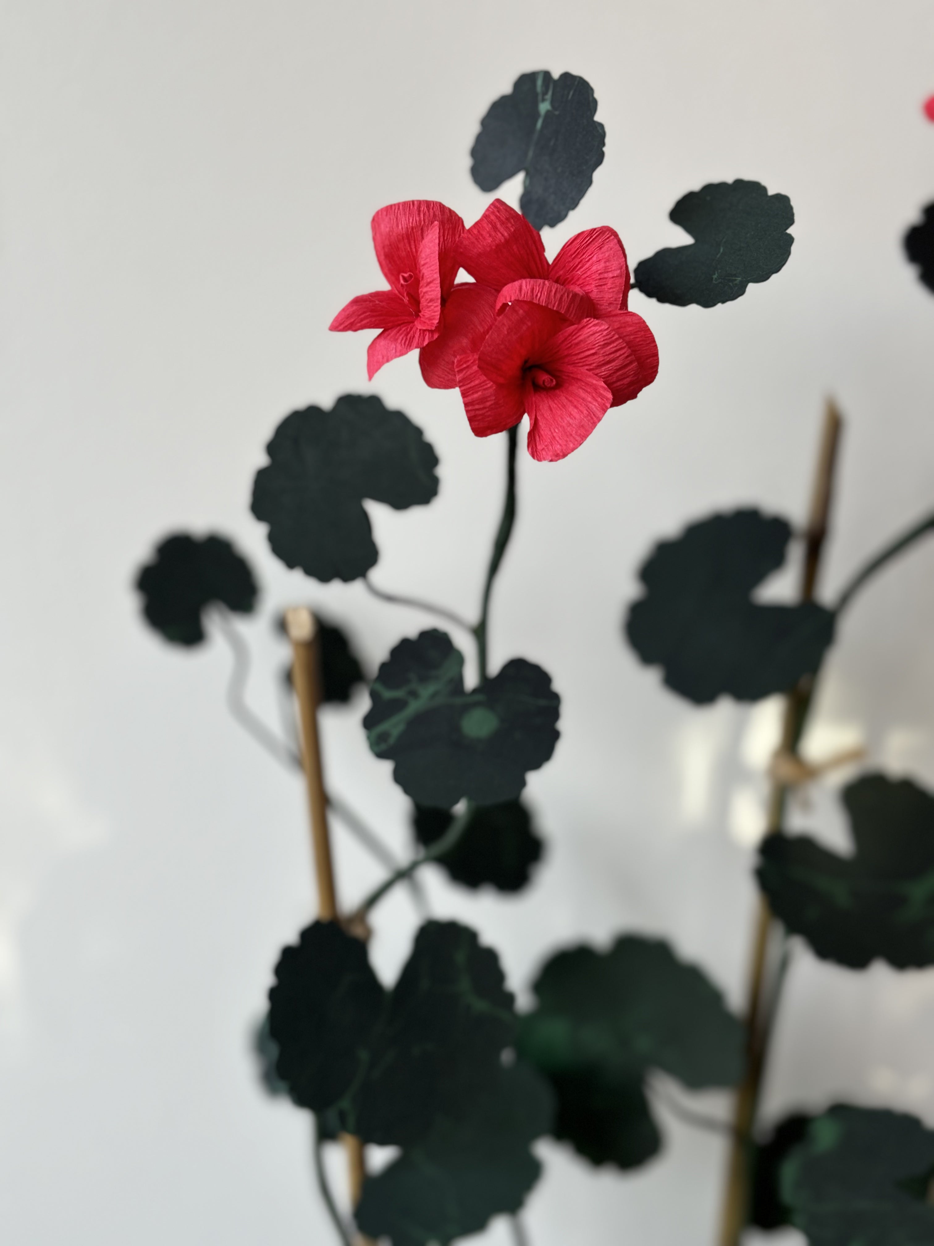 Paper Geranium