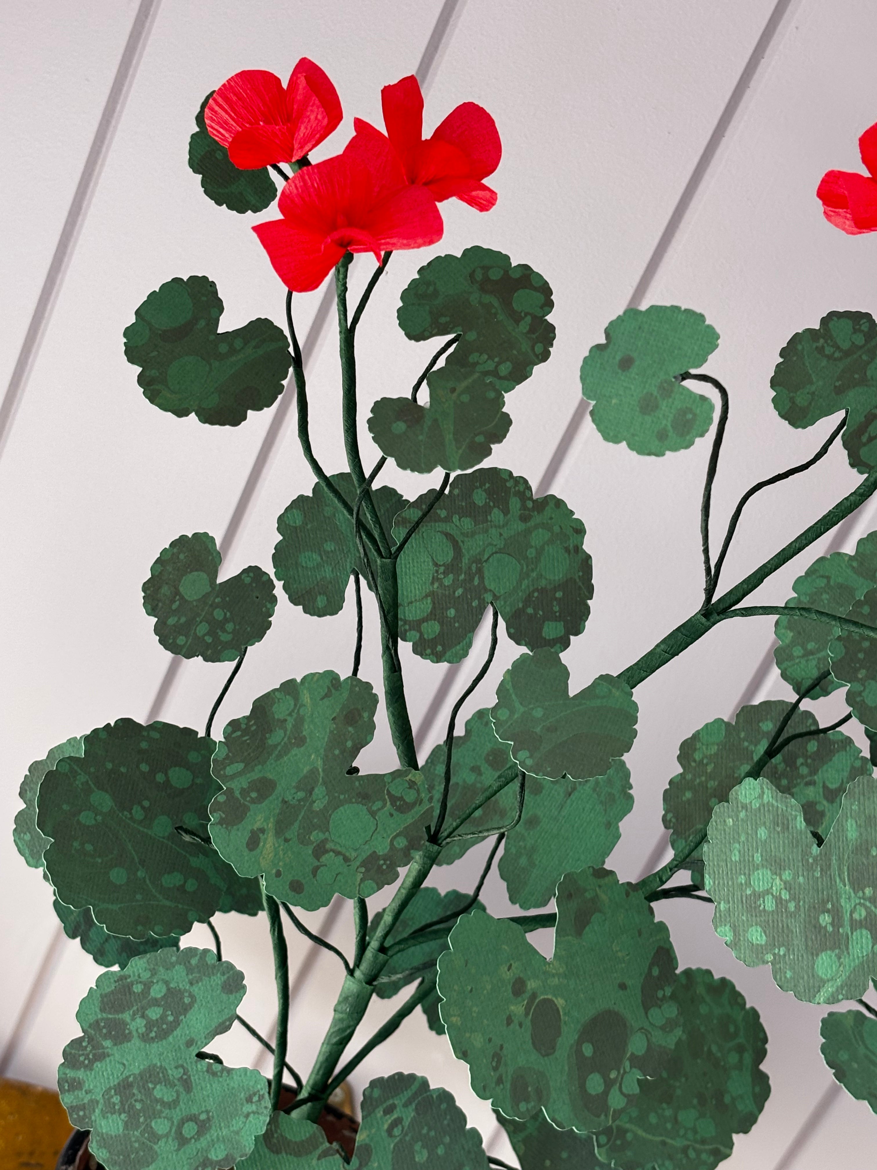 Paper geranium