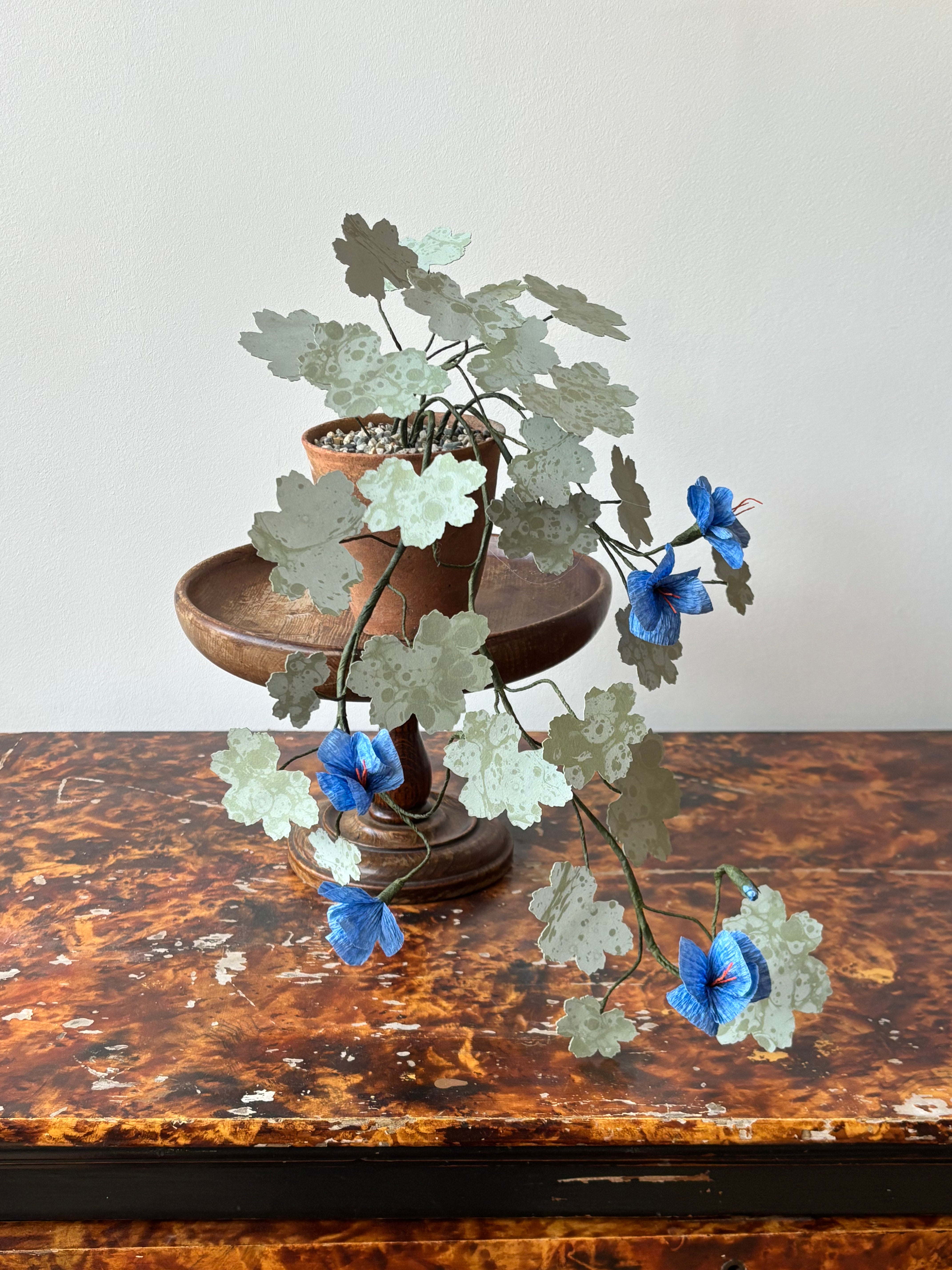 Paper hardy Geranium, trailing