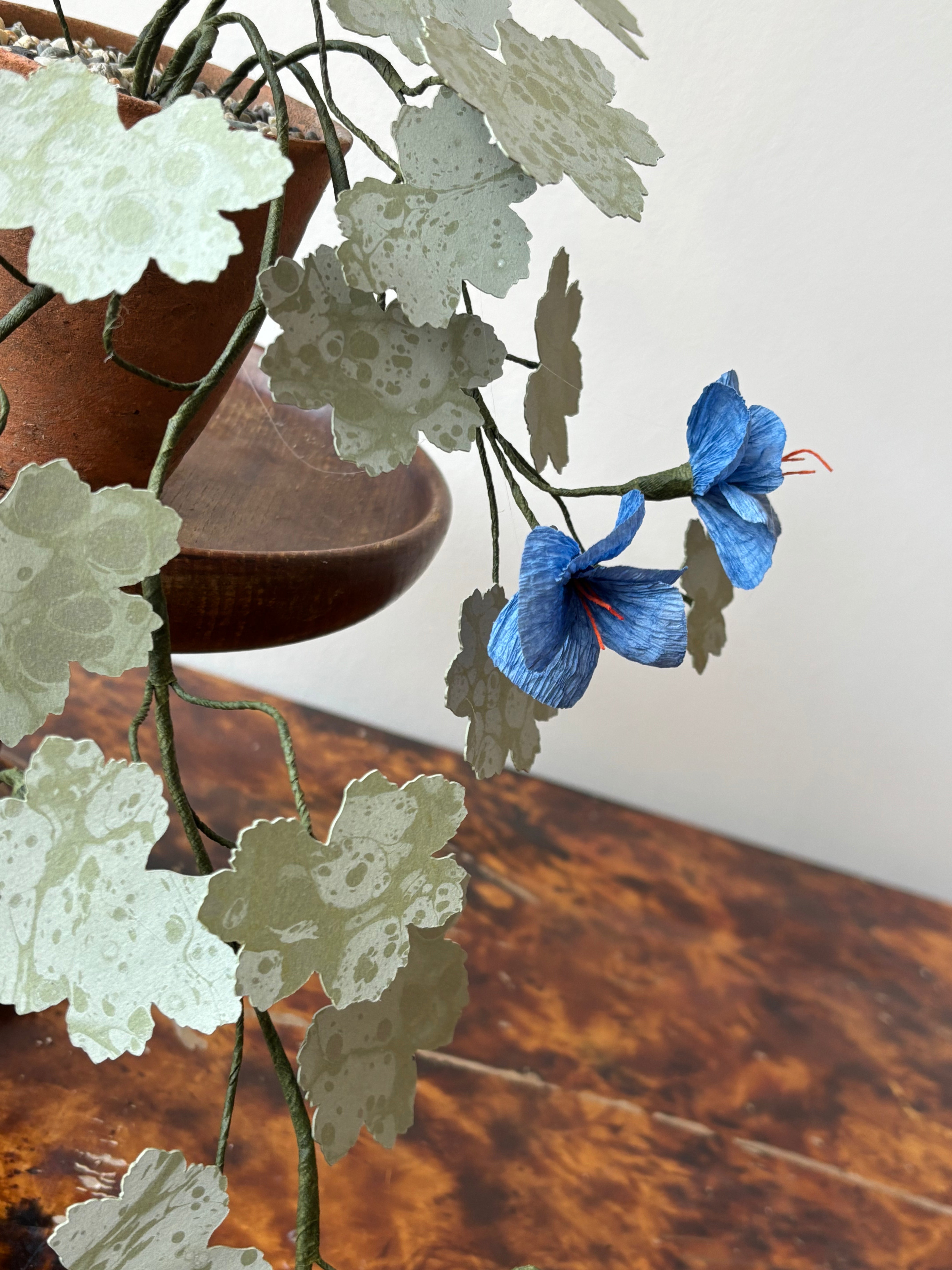 Paper hardy Geranium, trailing