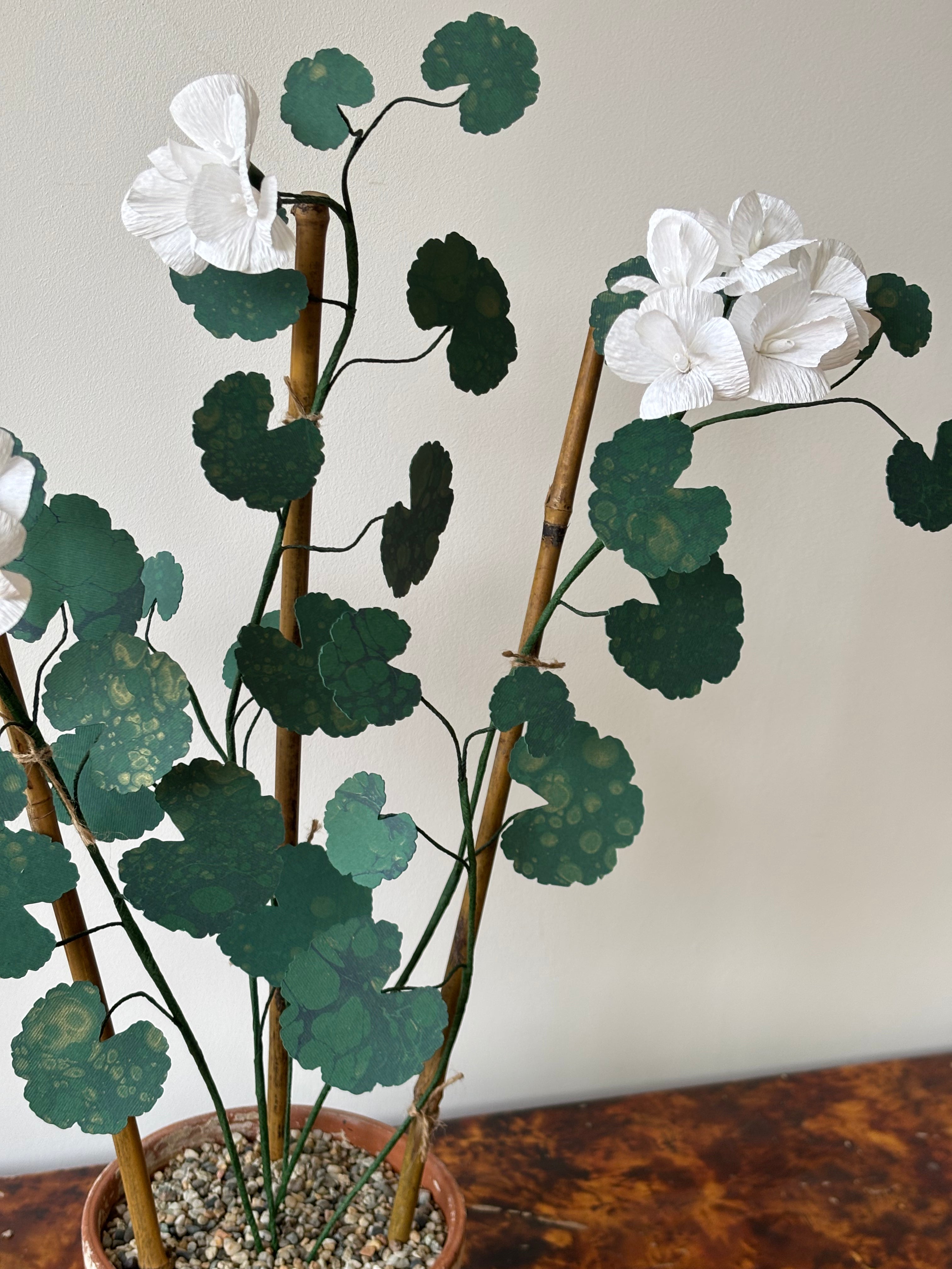 Paper Geranium