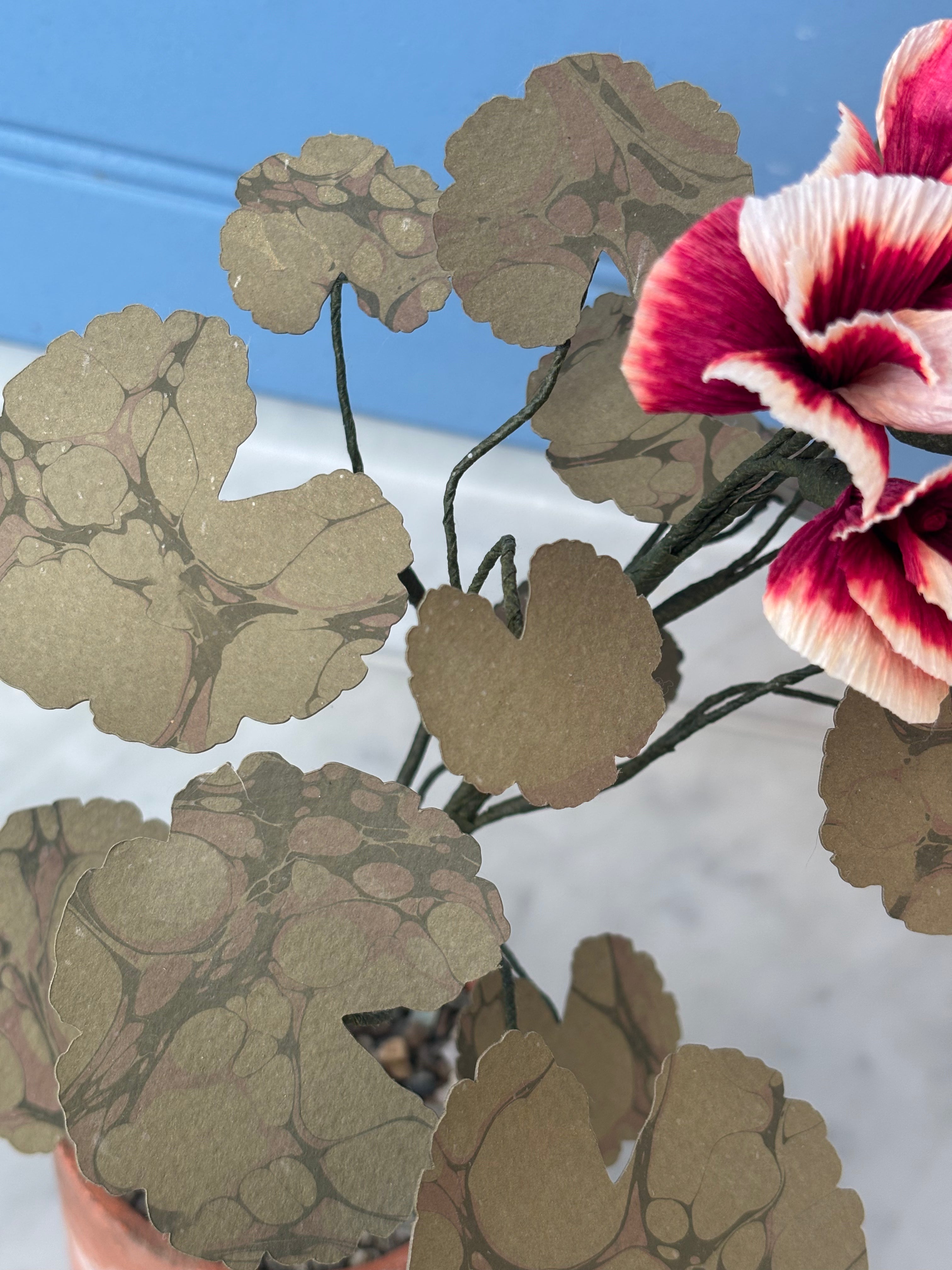 Paper Geranium - SECOND
