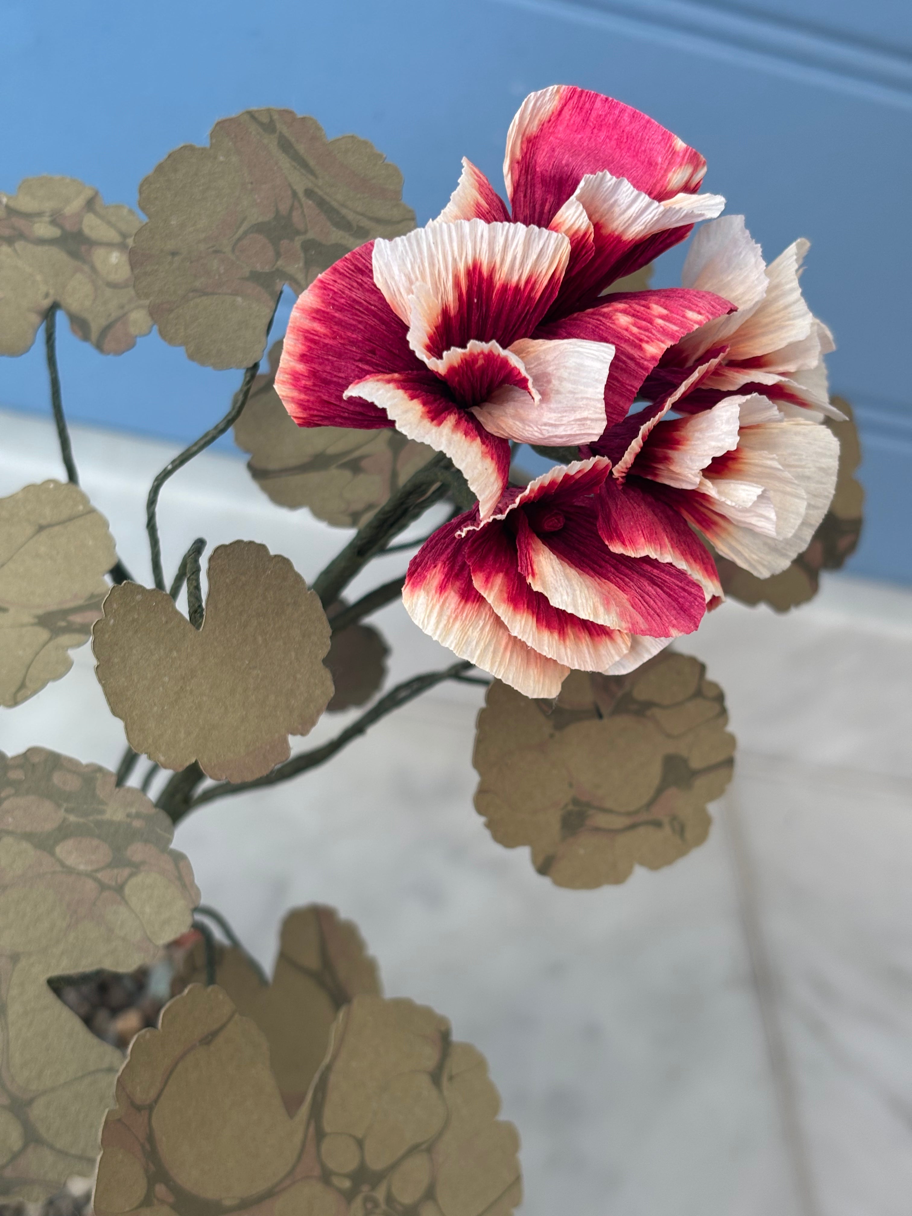 Paper Geranium - SECOND