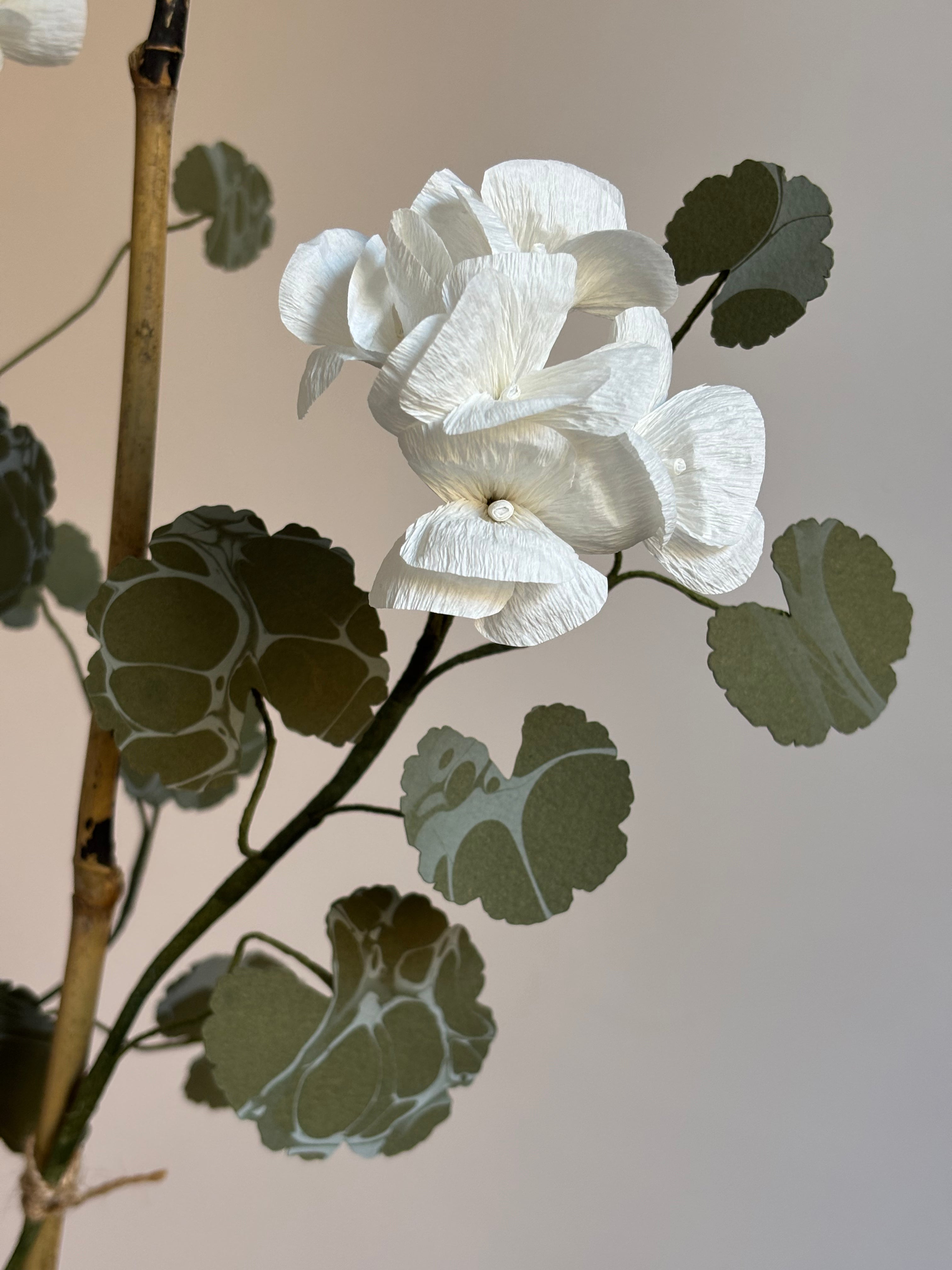 Paper Geranium