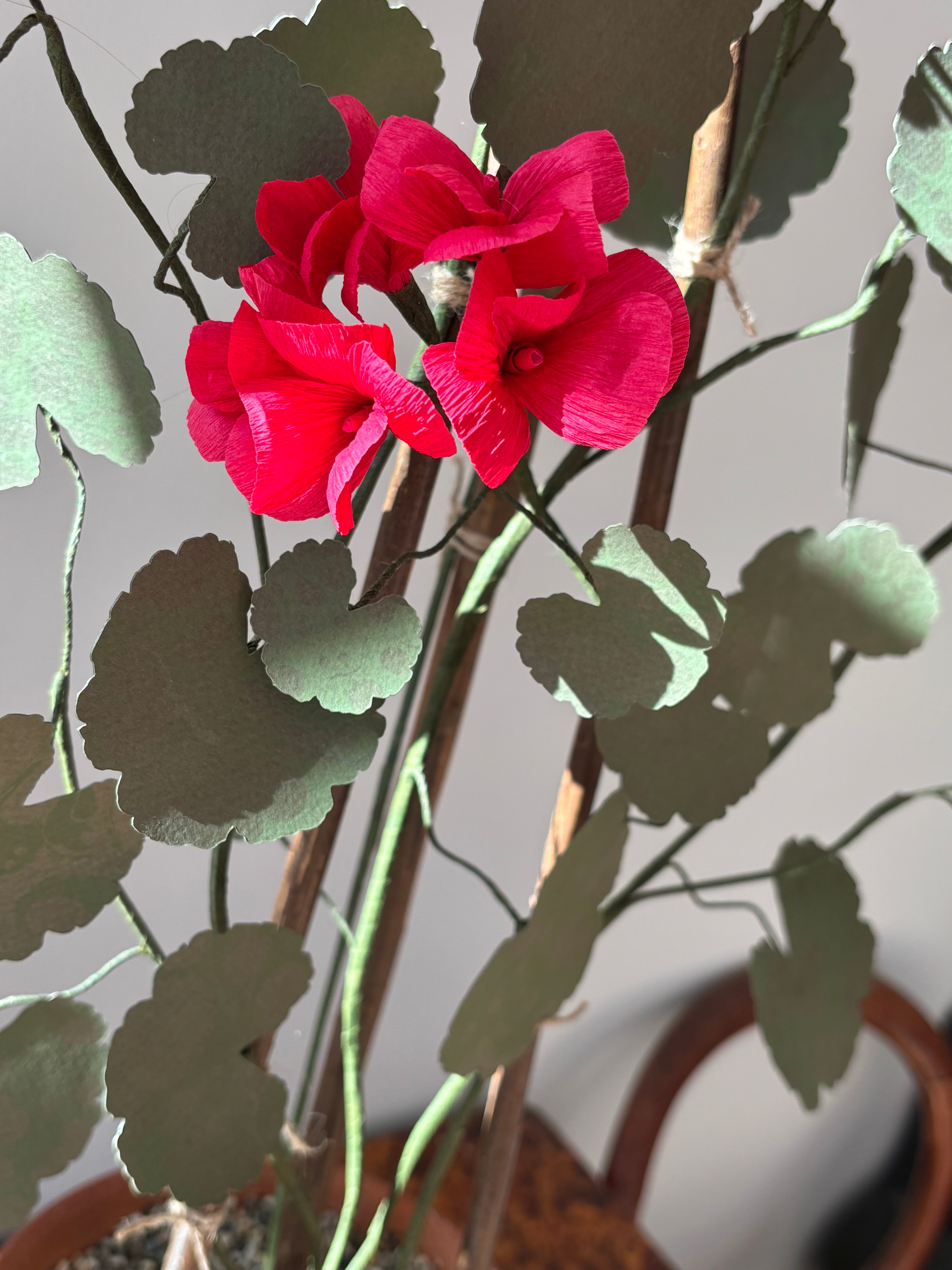 Paper Geranium - UK Delivery Only