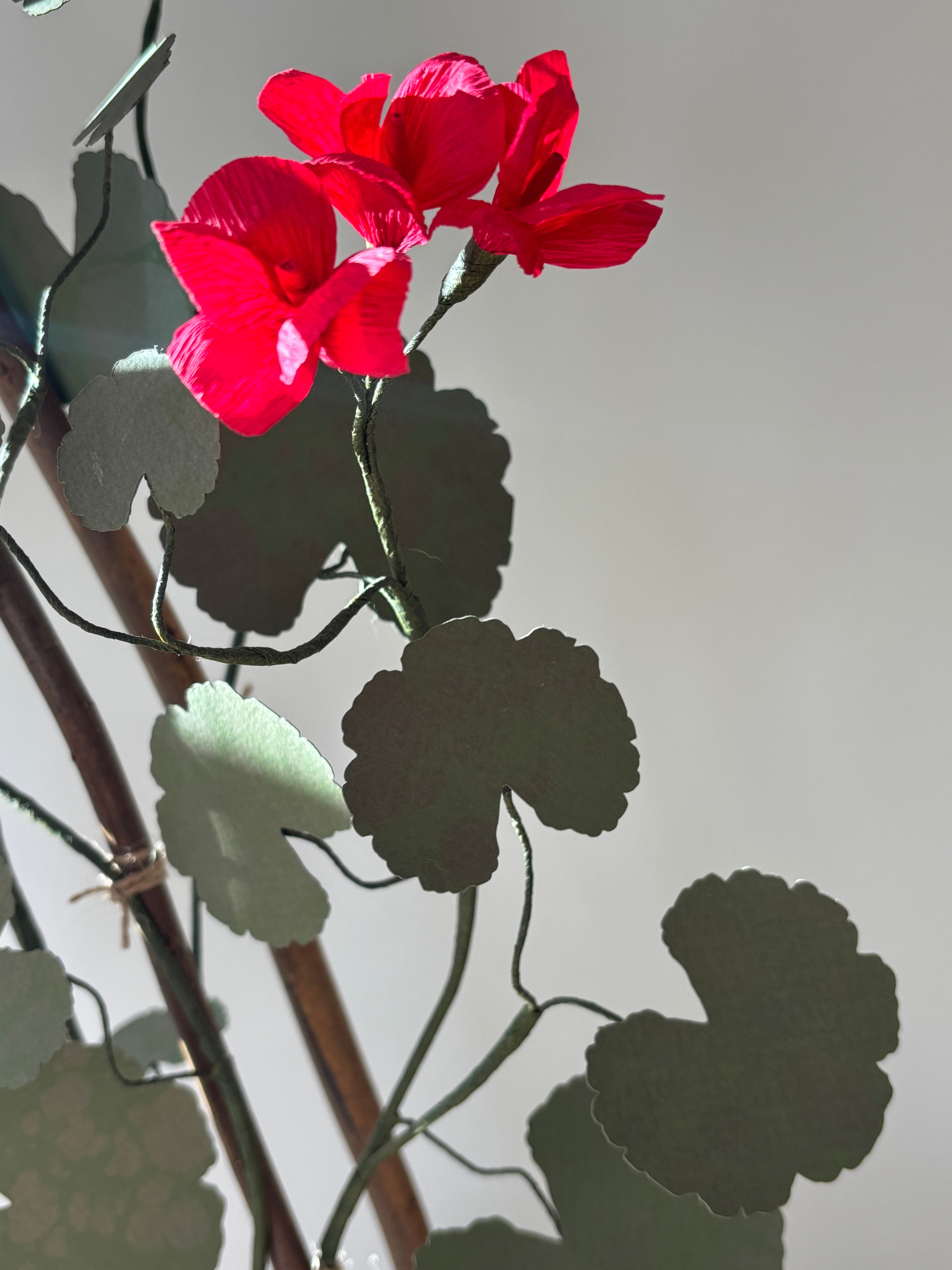Paper Geranium - UK Delivery Only
